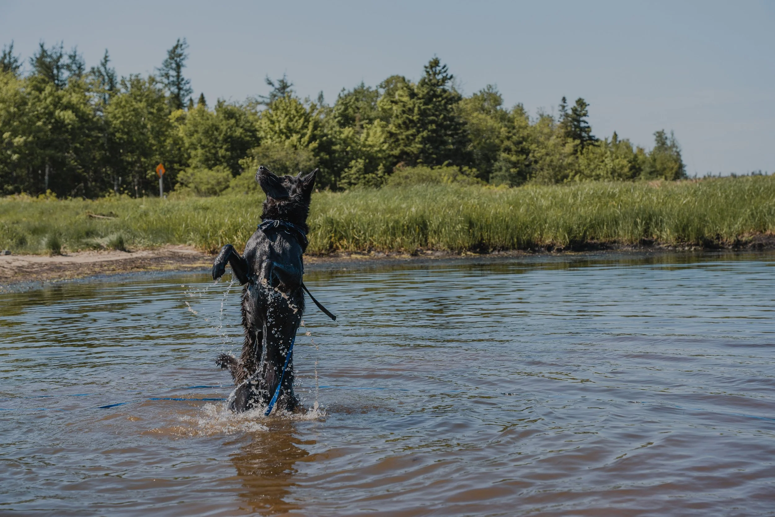 [NB, Losier Settlement] Dock du chemin de la baie — On va se promener?