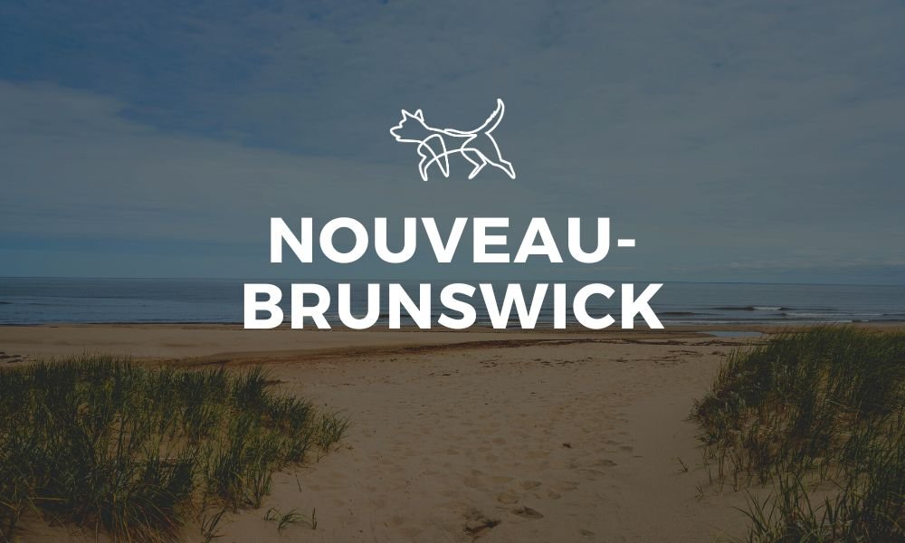 nouveau_brunswick_chien.jpg