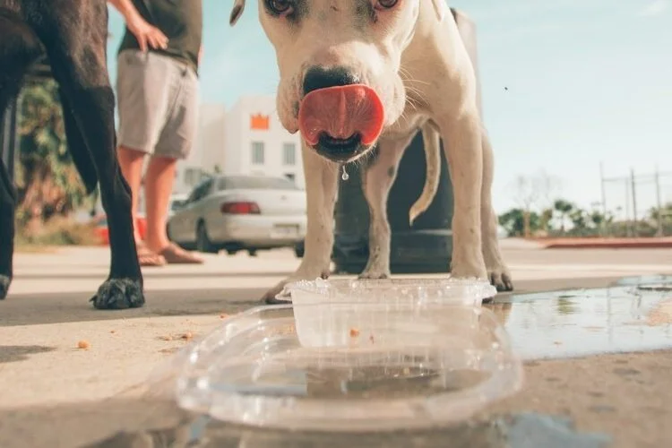 Pitou et la canicule ? 8 conseils pratiques 