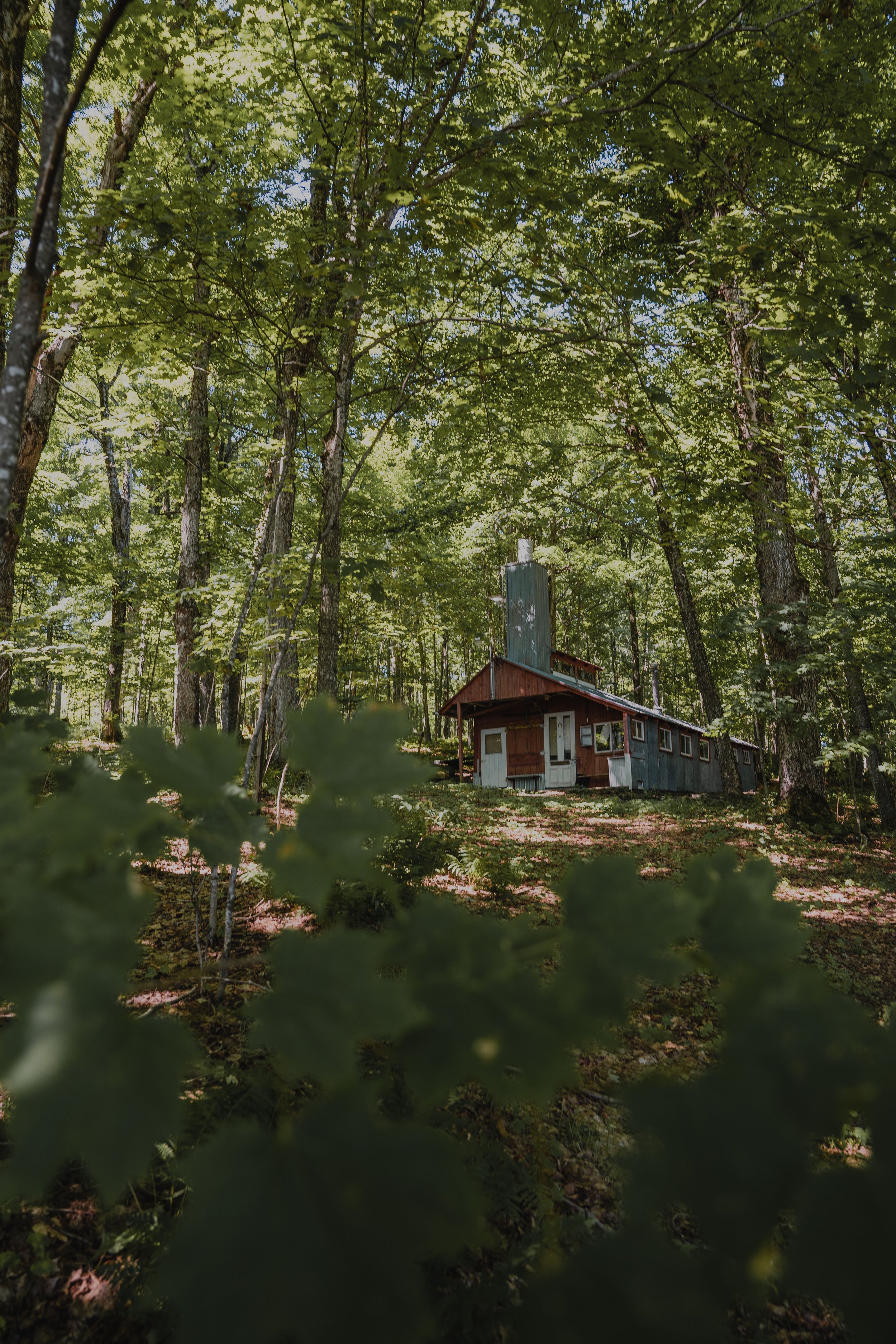 museebronze_onvasepromener_chien_quebec_randonnee (13).jpg