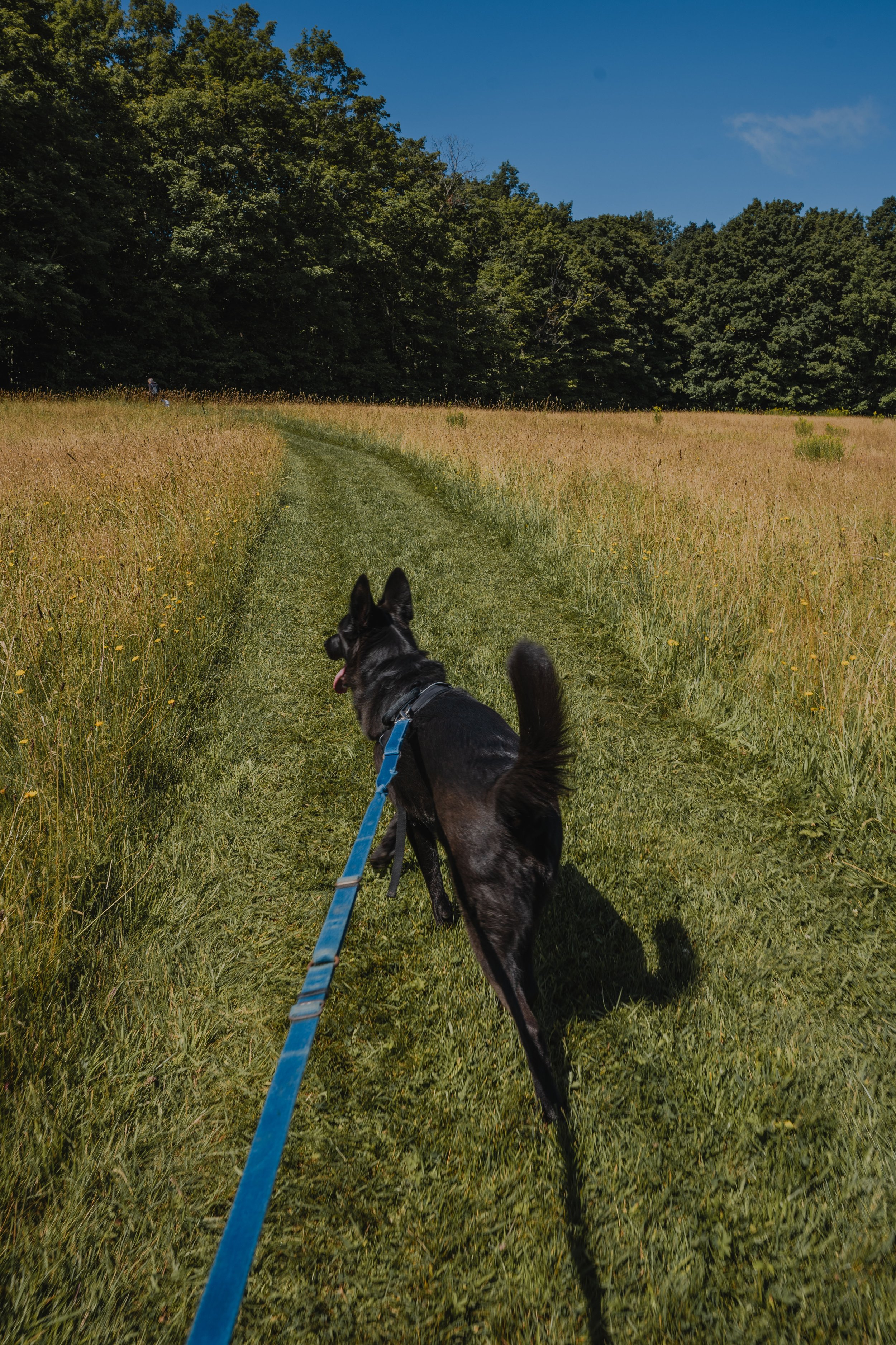 museebronze_onvasepromener_chien_quebec_randonnee (4).jpg