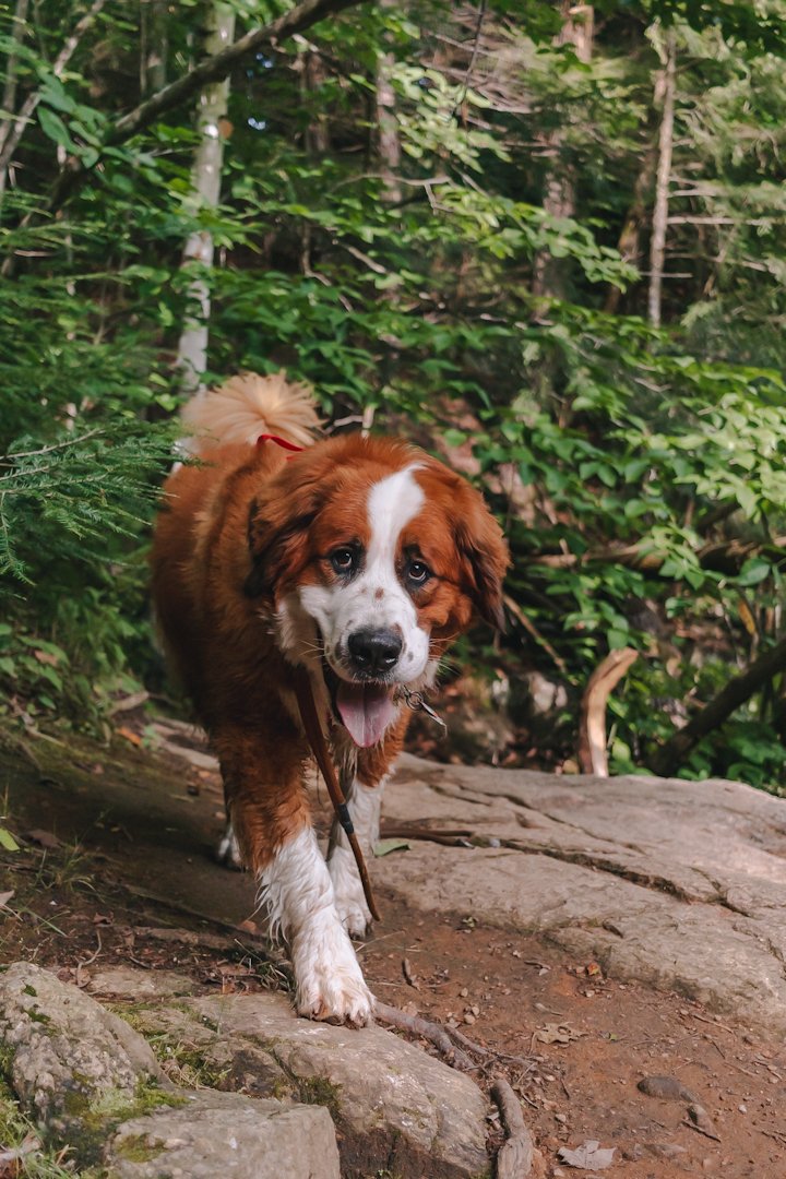 chien_gatineau_sentier_activité_onvasepromener (25).jpeg