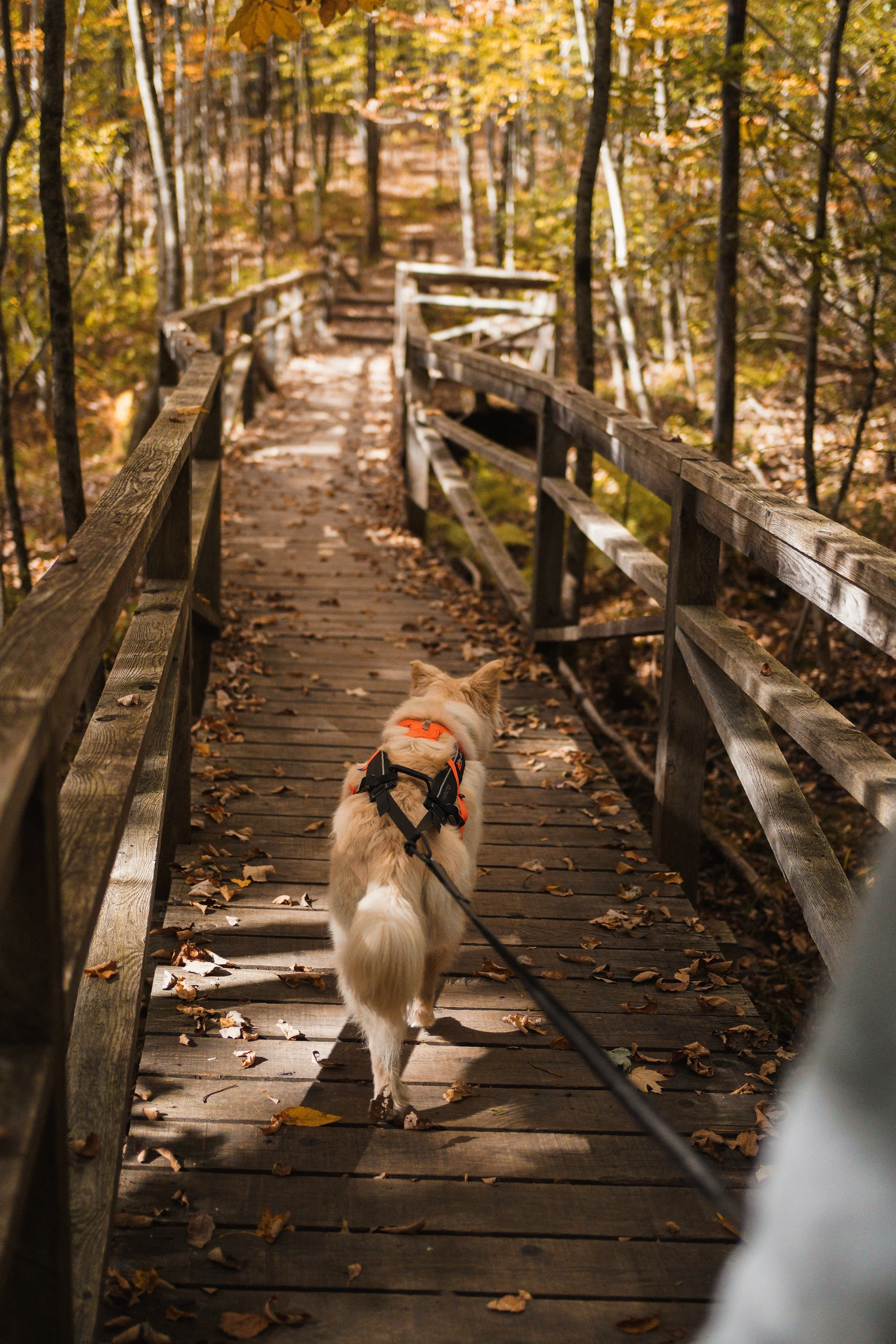 [Estrie, North Hatley] Parc Scowen