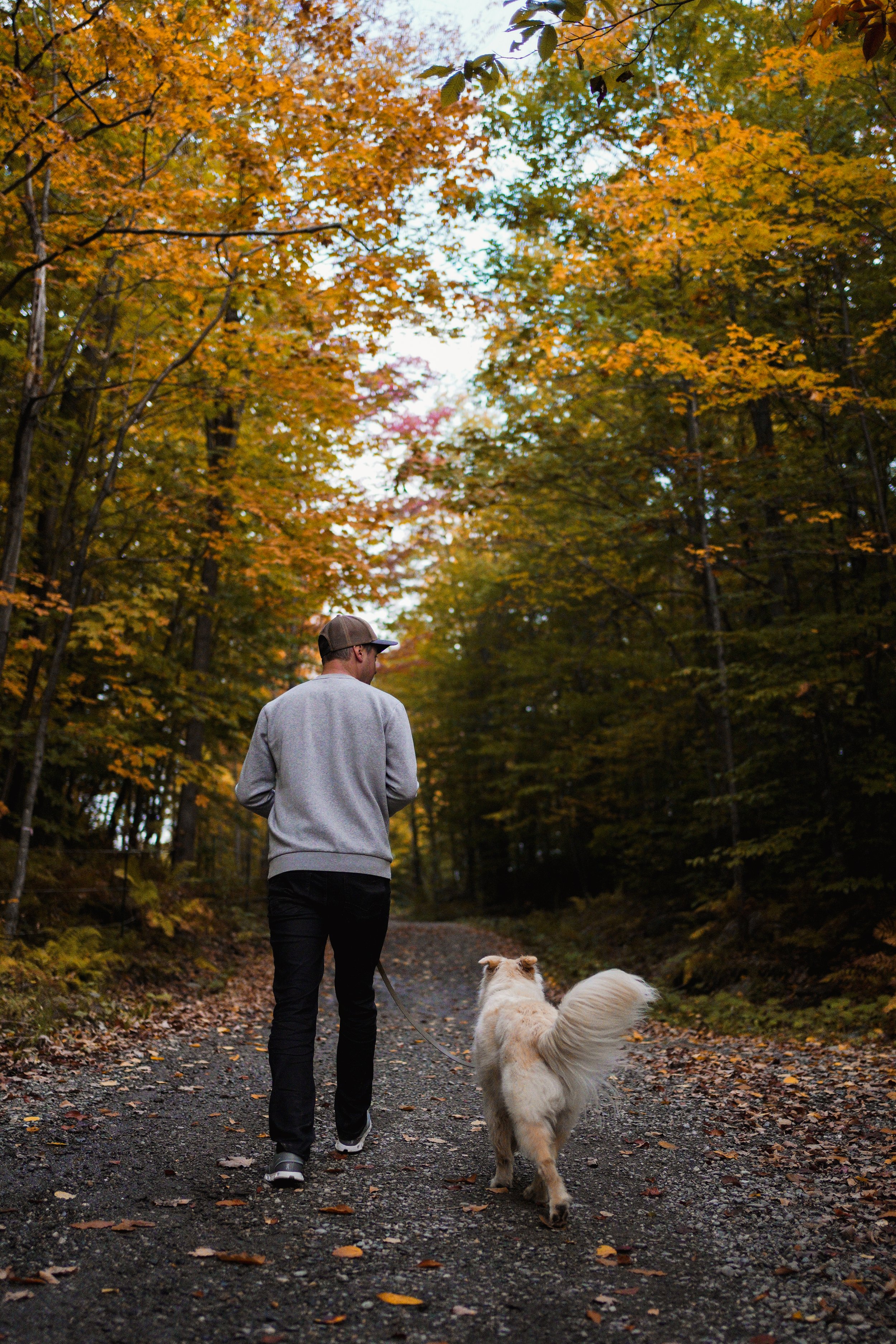 onvasepromener_chenerouge_dormir_estrie_chien_quebec (32).jpeg