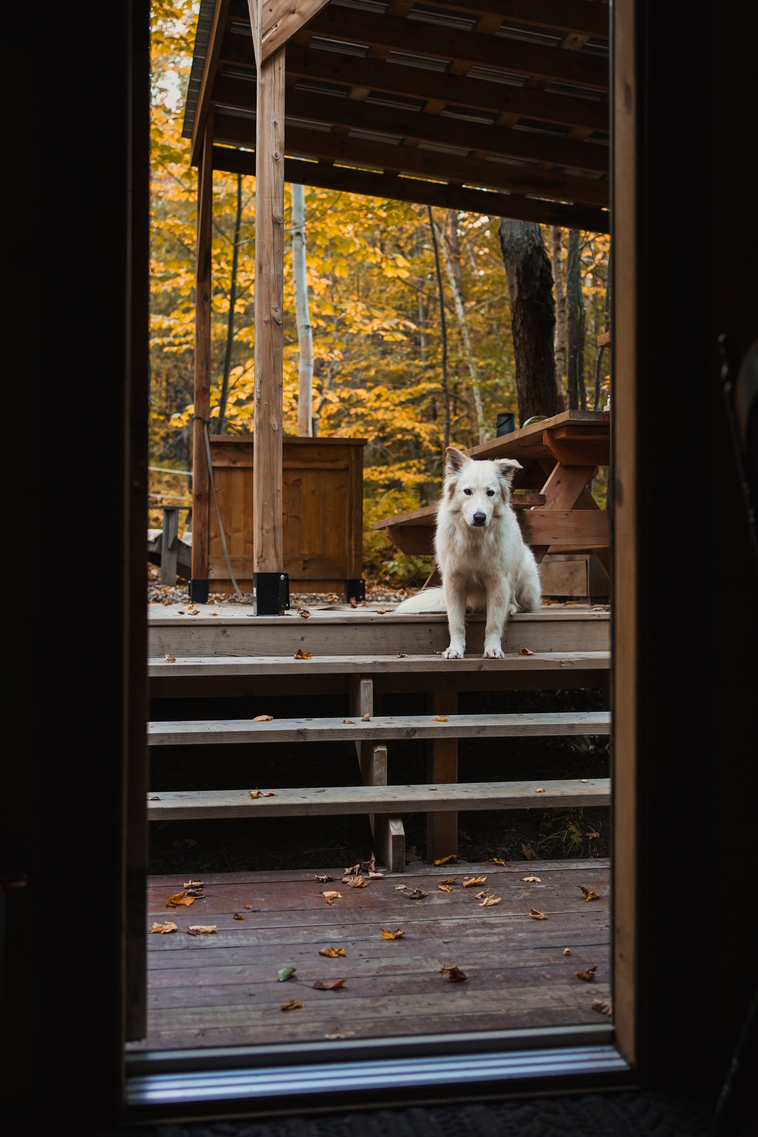 onvasepromener_chenerouge_dormir_estrie_chien_quebec (5).jpeg