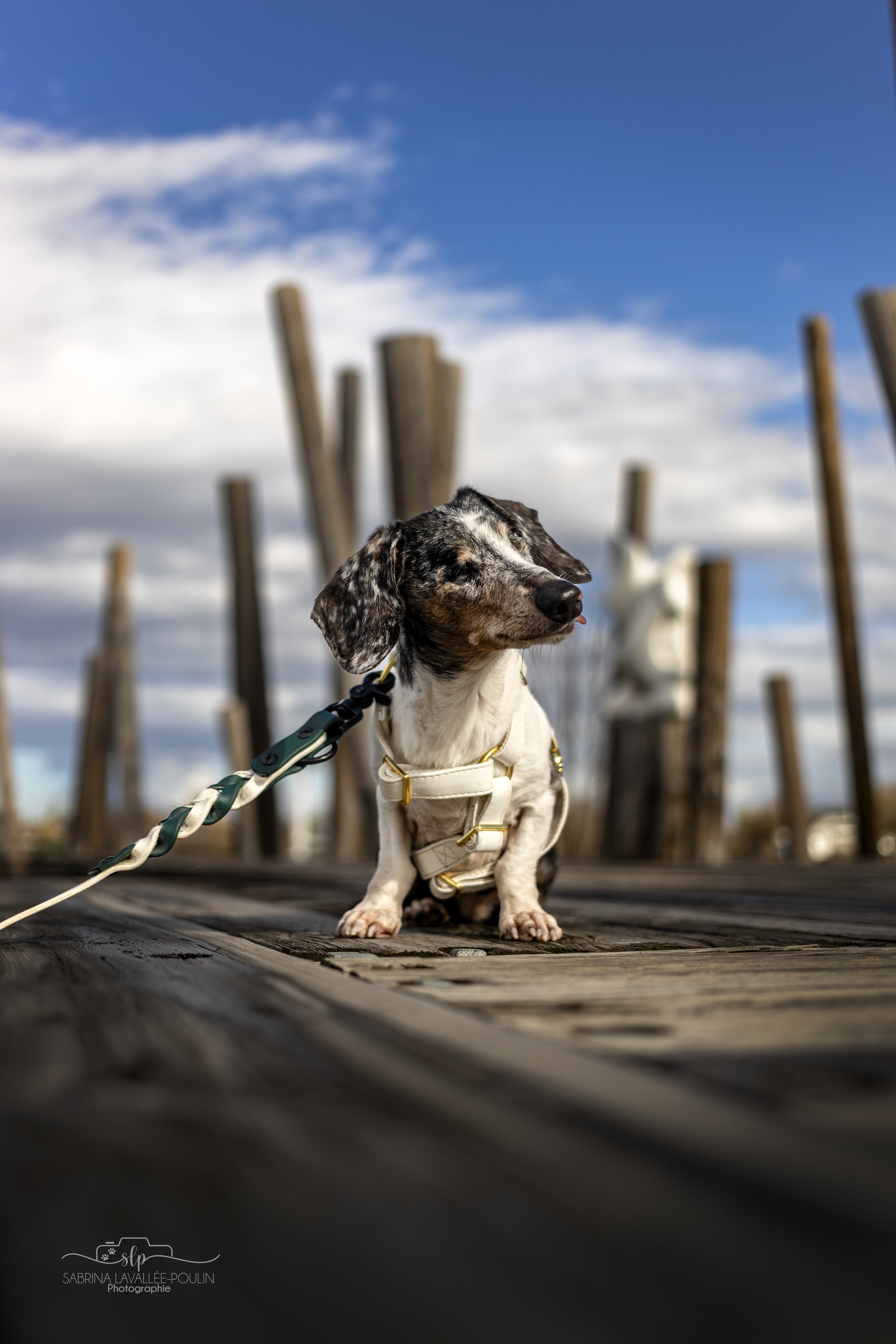 onvasepromener_quai boulanger_promenade du bassin _montmagy_chien_quoi faire (12).jpg