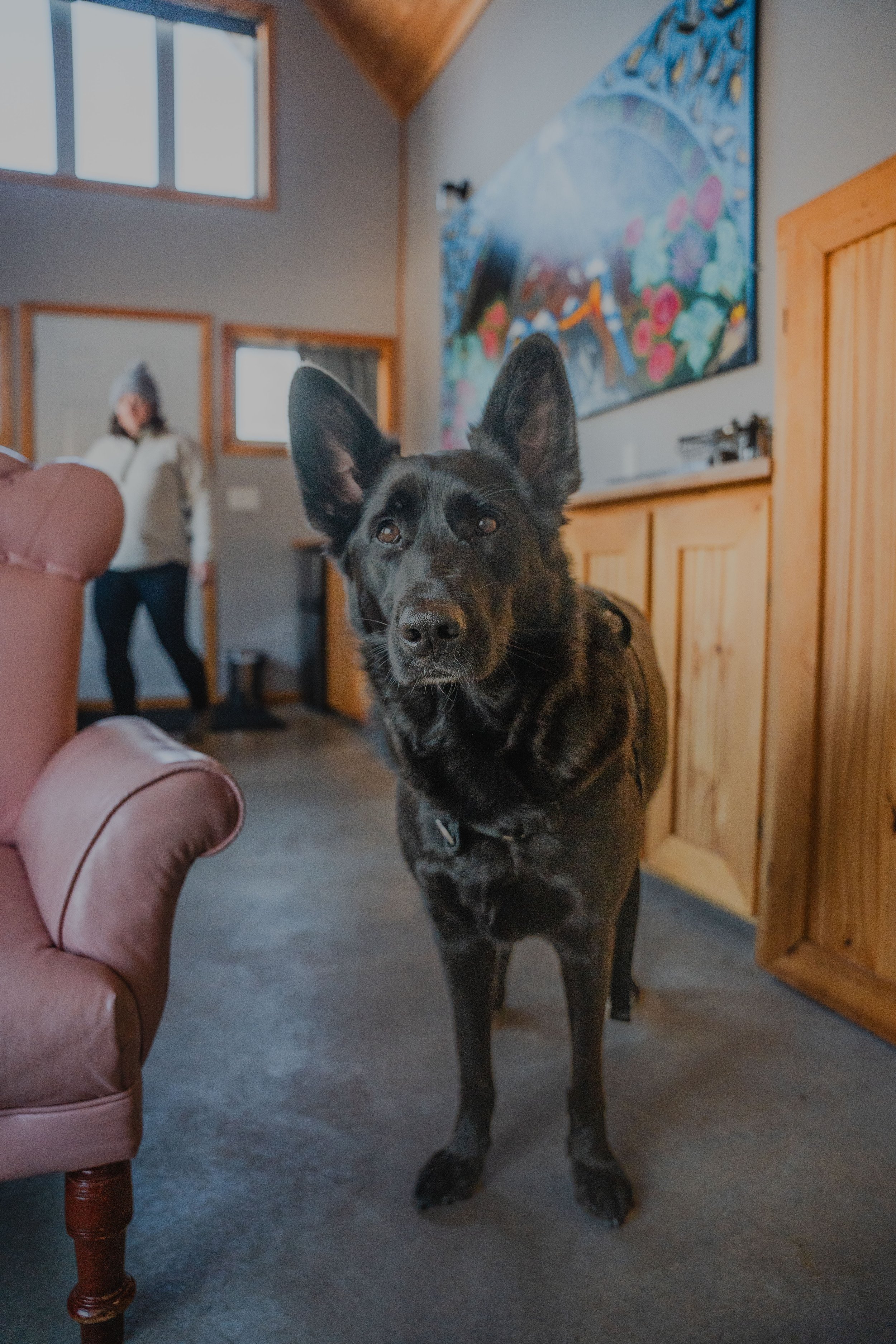 onvasepromener_chalet_cabineverte_chien_québec (24).jpg