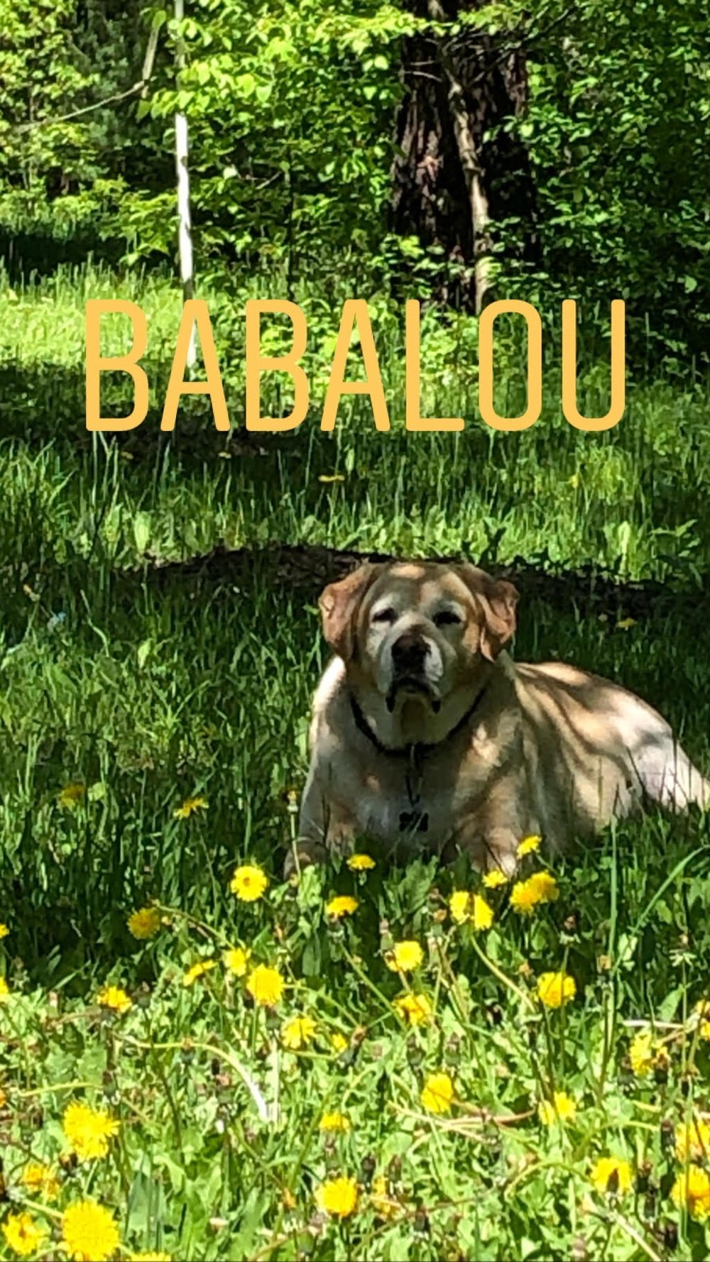 Babalou - 12 ans et 5 mois