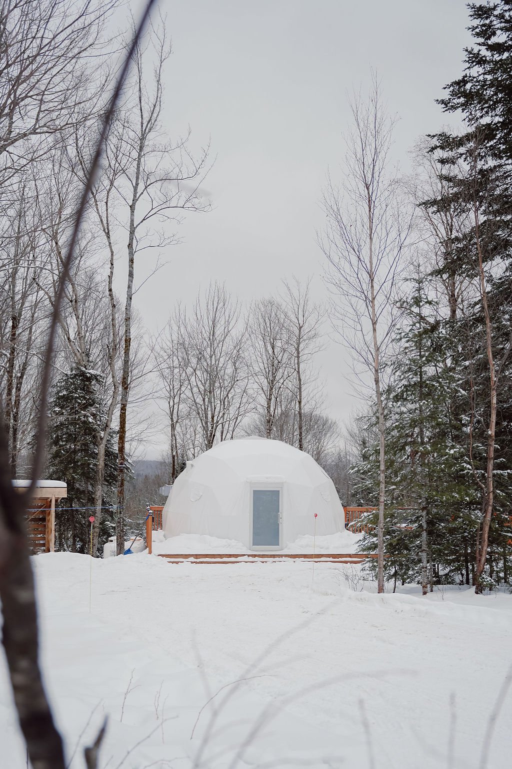 chien_megantic_domaine nova_hébergement_quebec (93).jpg