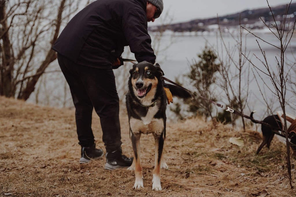 la malbaie_chien_halte_onvasepromener_charlevoix (1).jpg