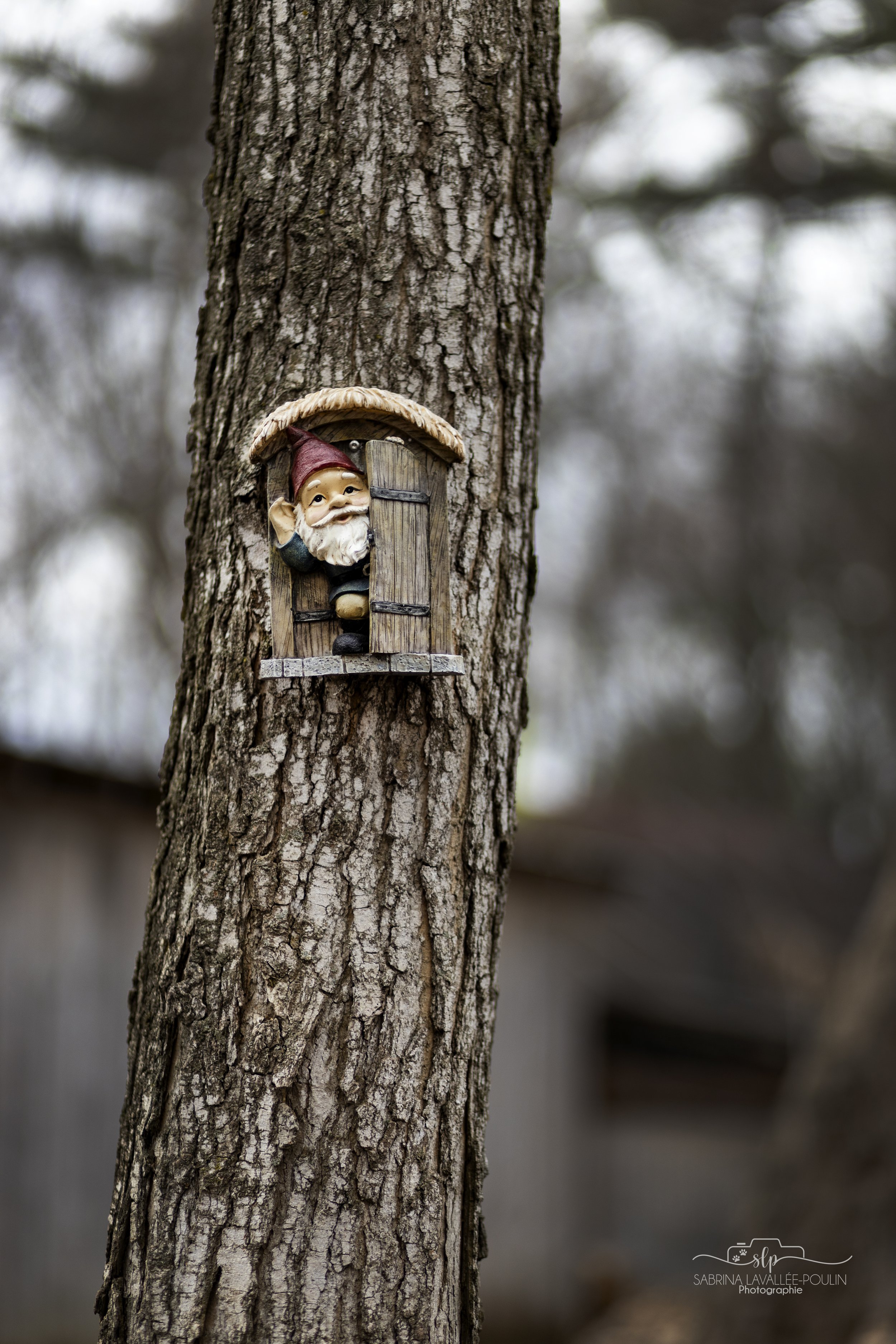 onvasepromener_chien_sentier_becancour_gnomes (12).jpg