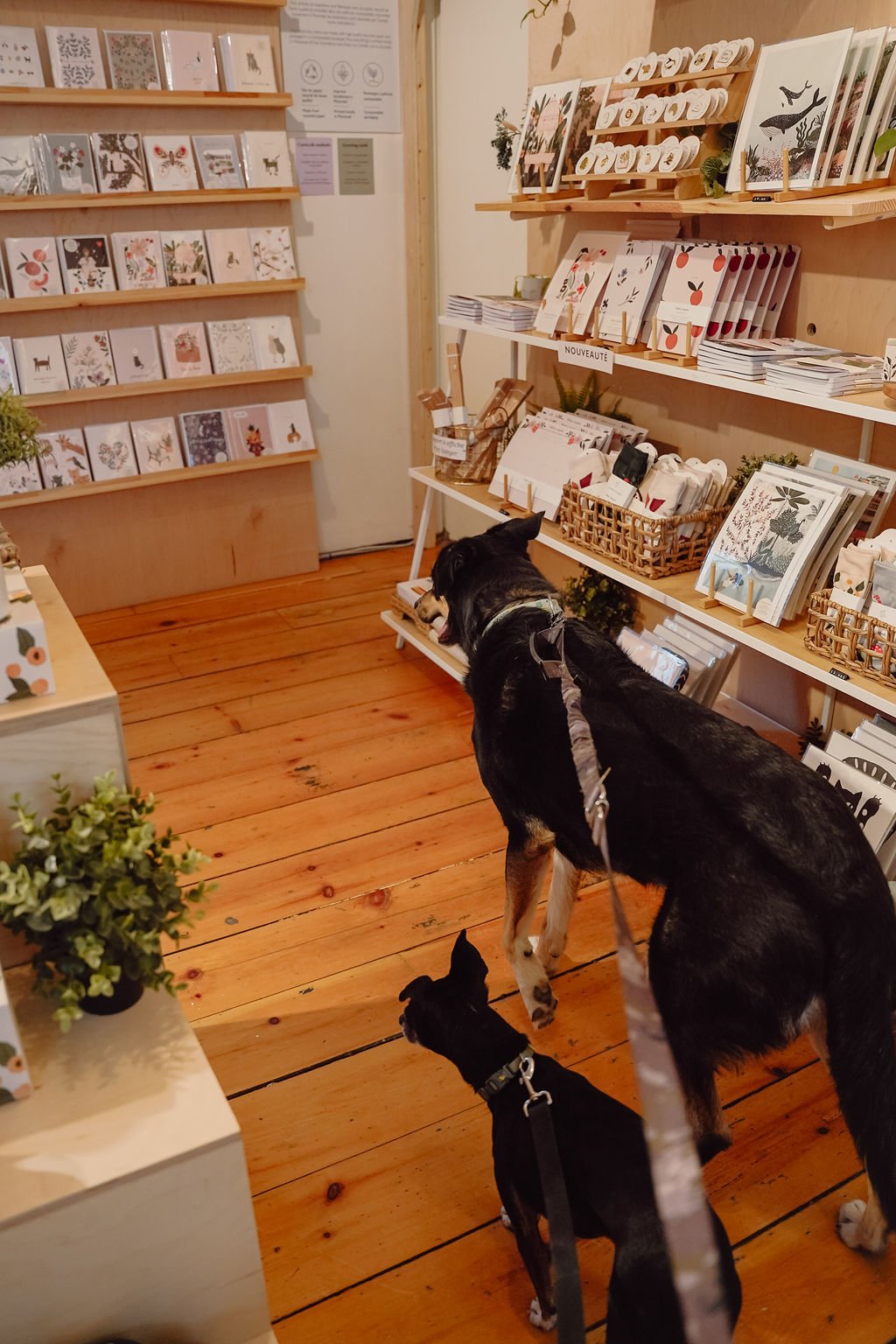 mimi and august chien boutique montreal onvasepromener (9).jpg