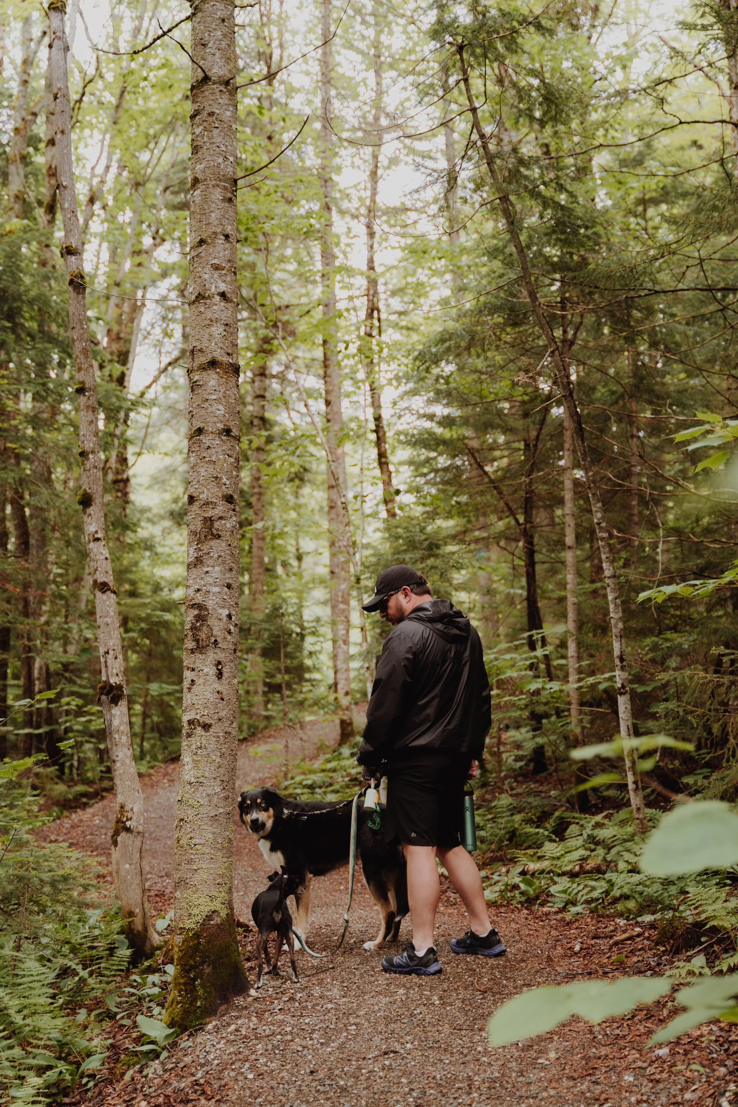 [Chaud.-App, Saint-Philémon] Massif du Sud – Sentier de la vieille forêt