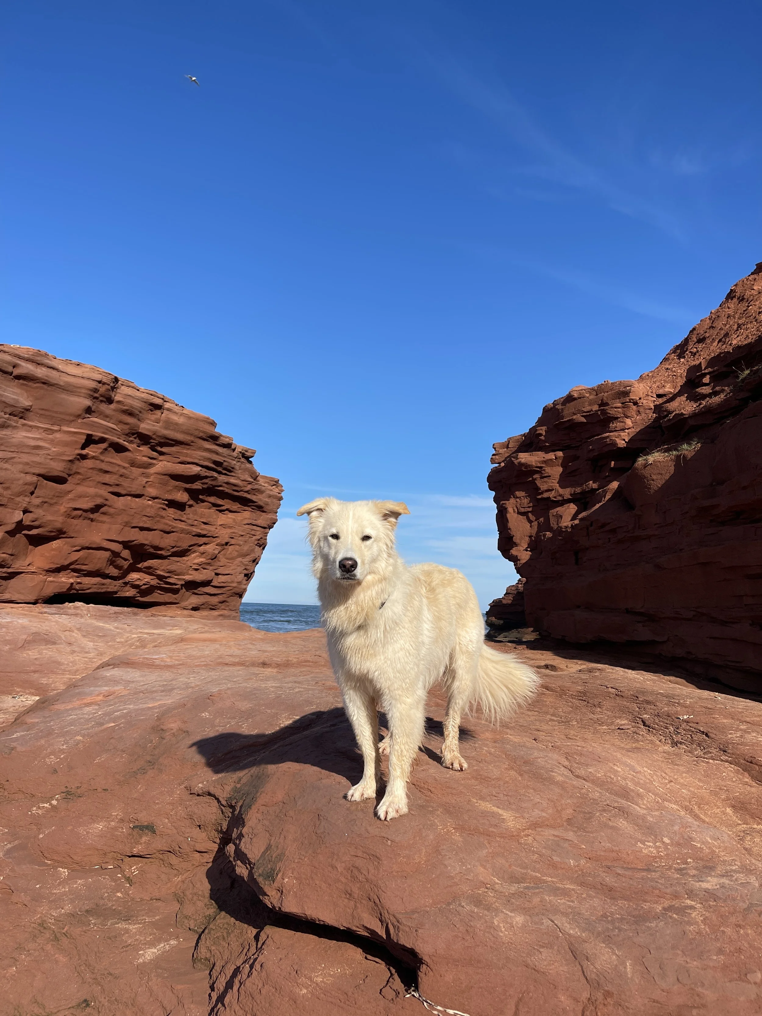 [IPE, Kensington] Thunder Cove Beach