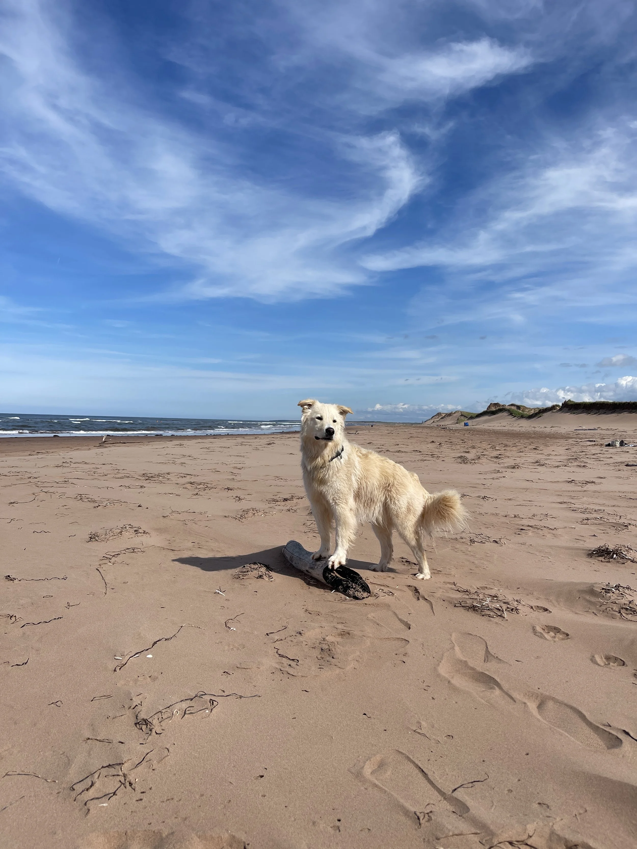 [IPE, York] Grand Tracadie Beach, Dalvay Beach