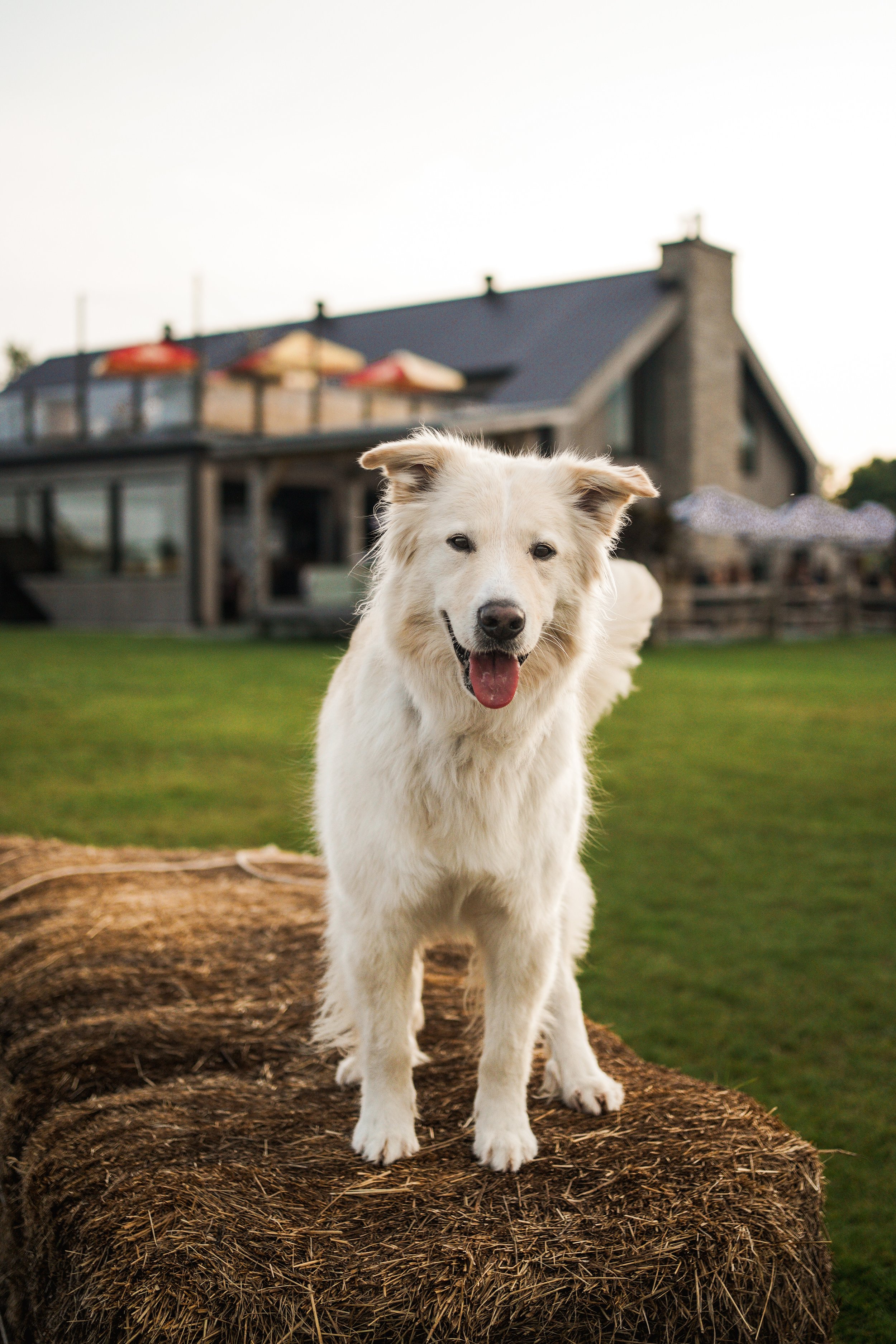 [C-d-Q, Ham-Nord] La Grange Pardue