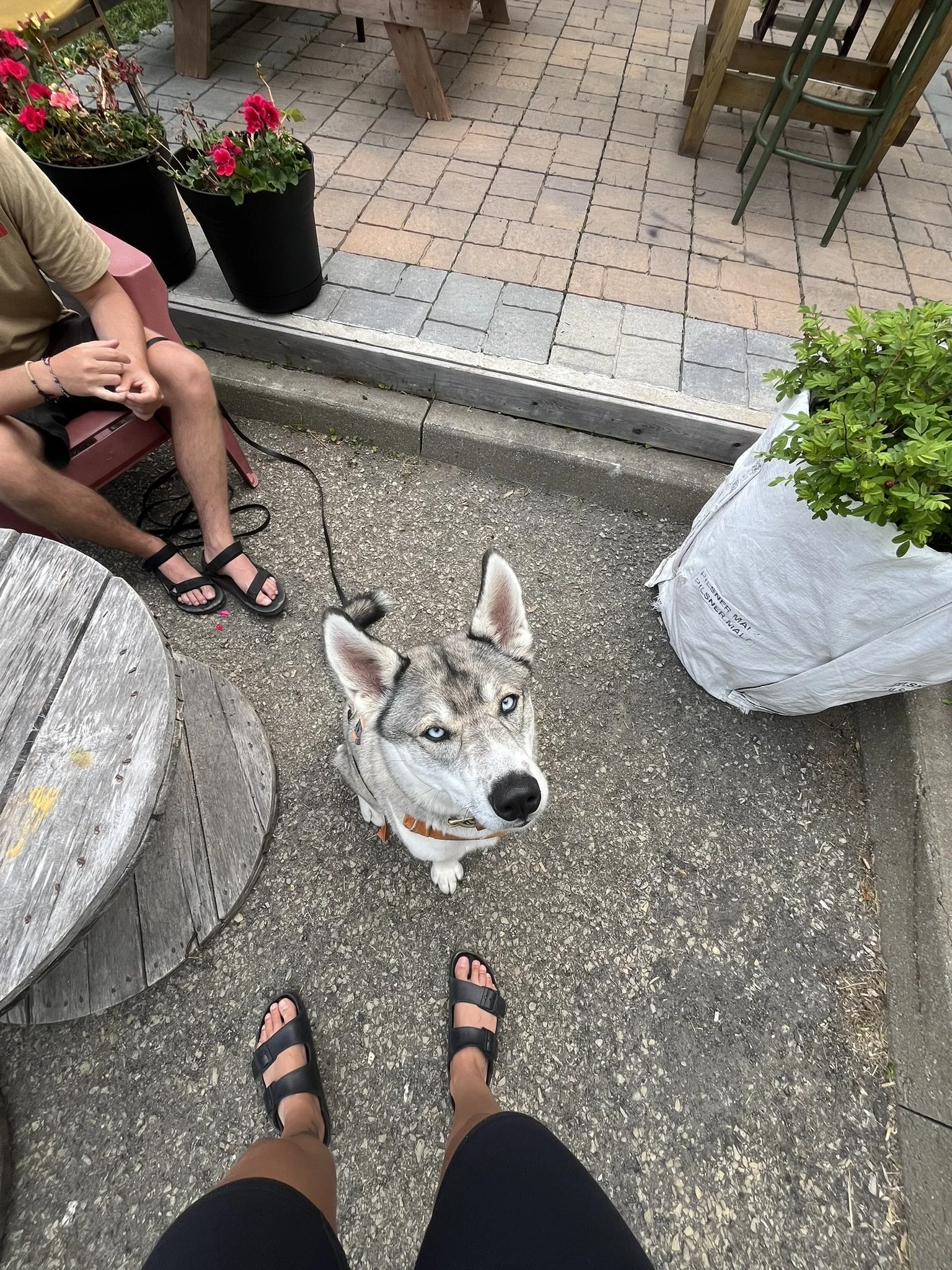 [Gaspésie, Gaspé] Microbrasserie Au Frontibus