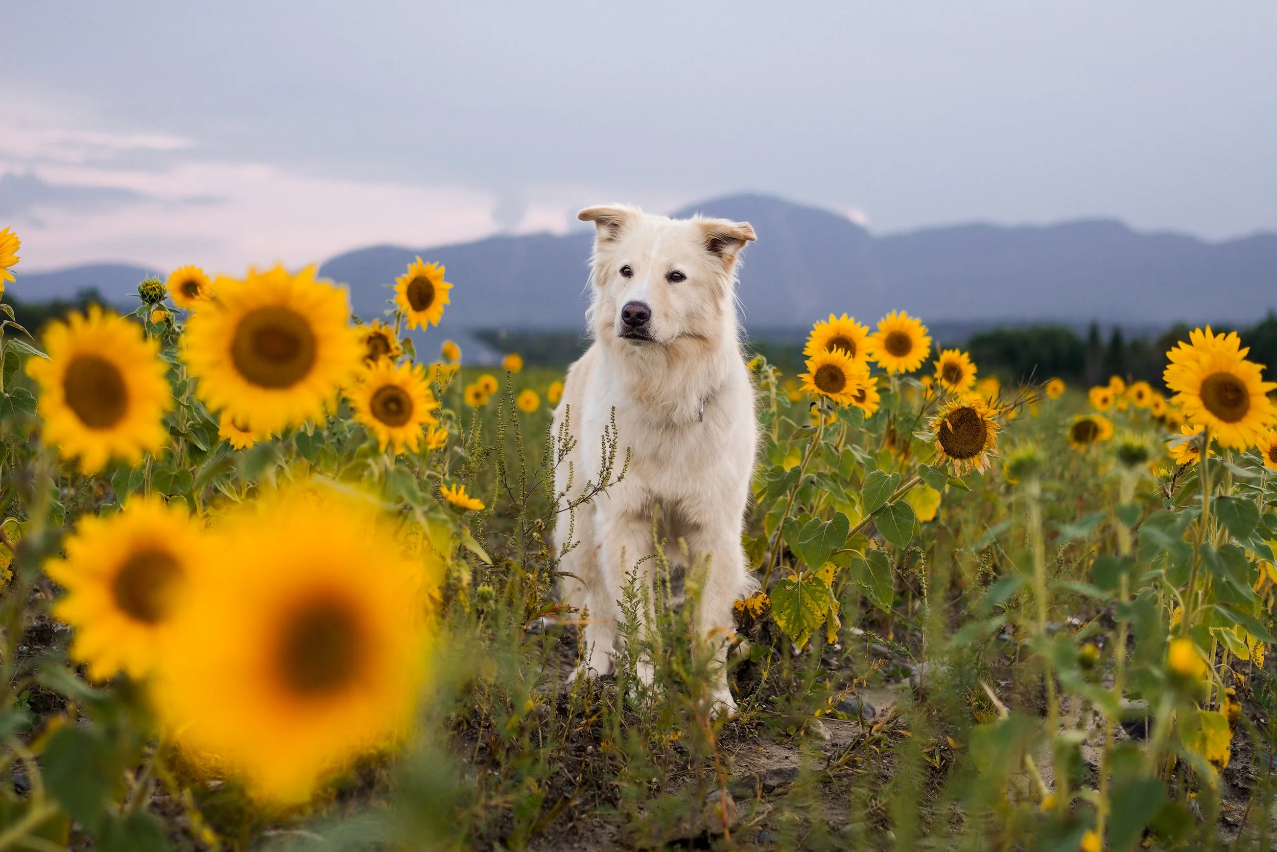 [Estrie, Orford] Tournesols Orford
