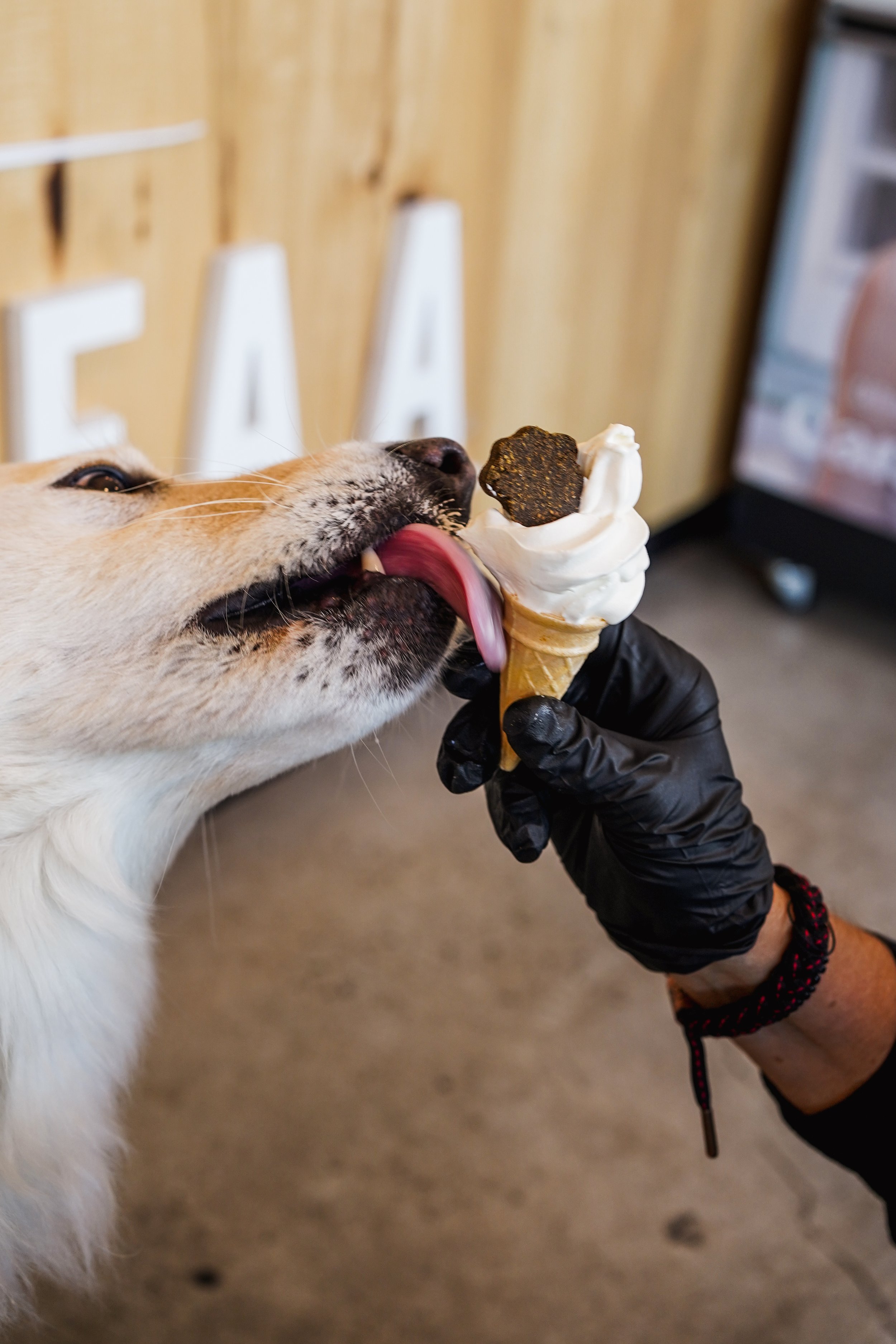 caramel fa_onvasepromener (5).jpeg