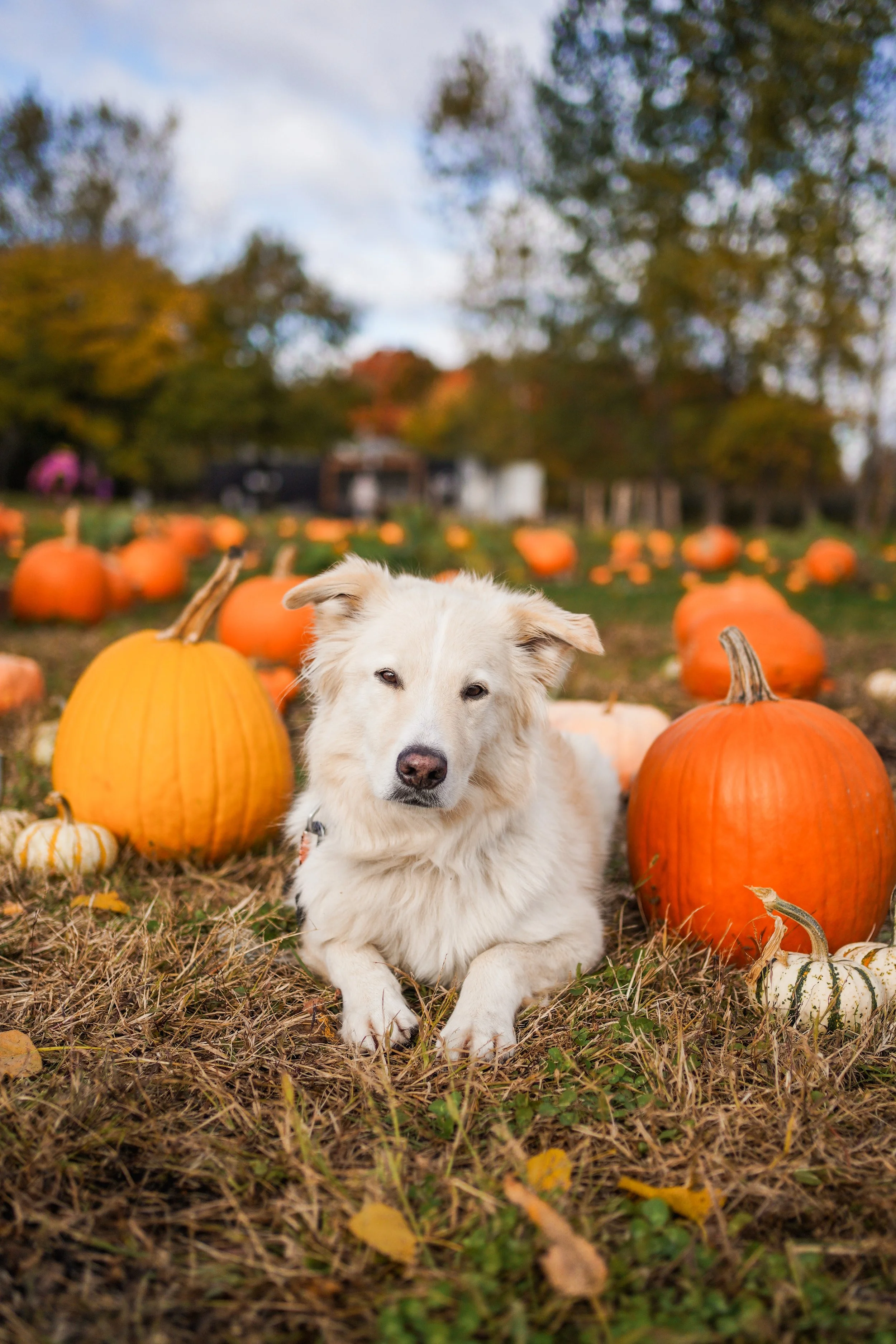 [Centre-du-Québec, Saint-Cyrille-de-Wendover] Centre horticole Foliflor
