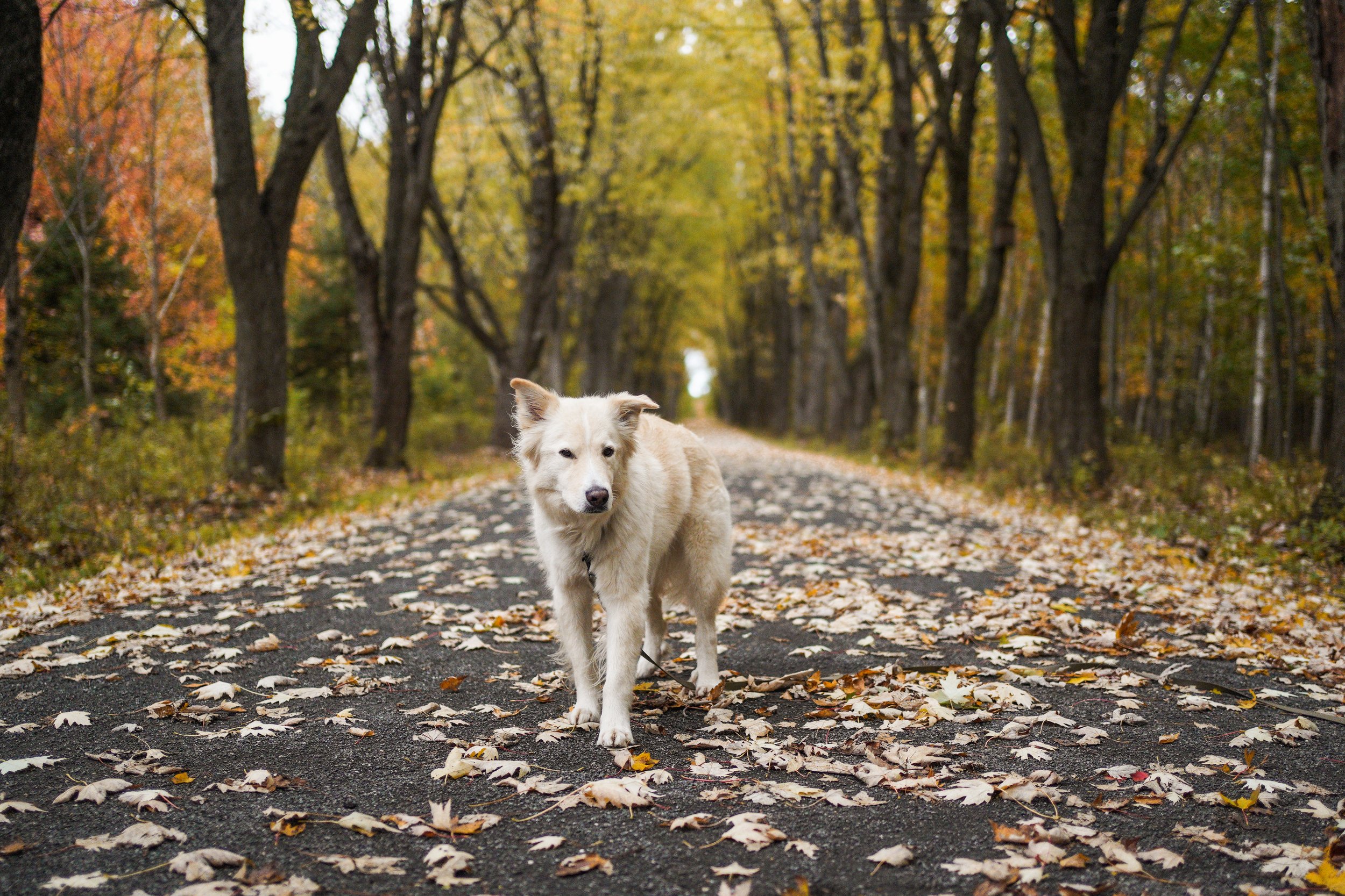 [Centre-du-Québec, Drummondville] Parc Régional de la Forêt Drummond - Secteur des Érables argentés