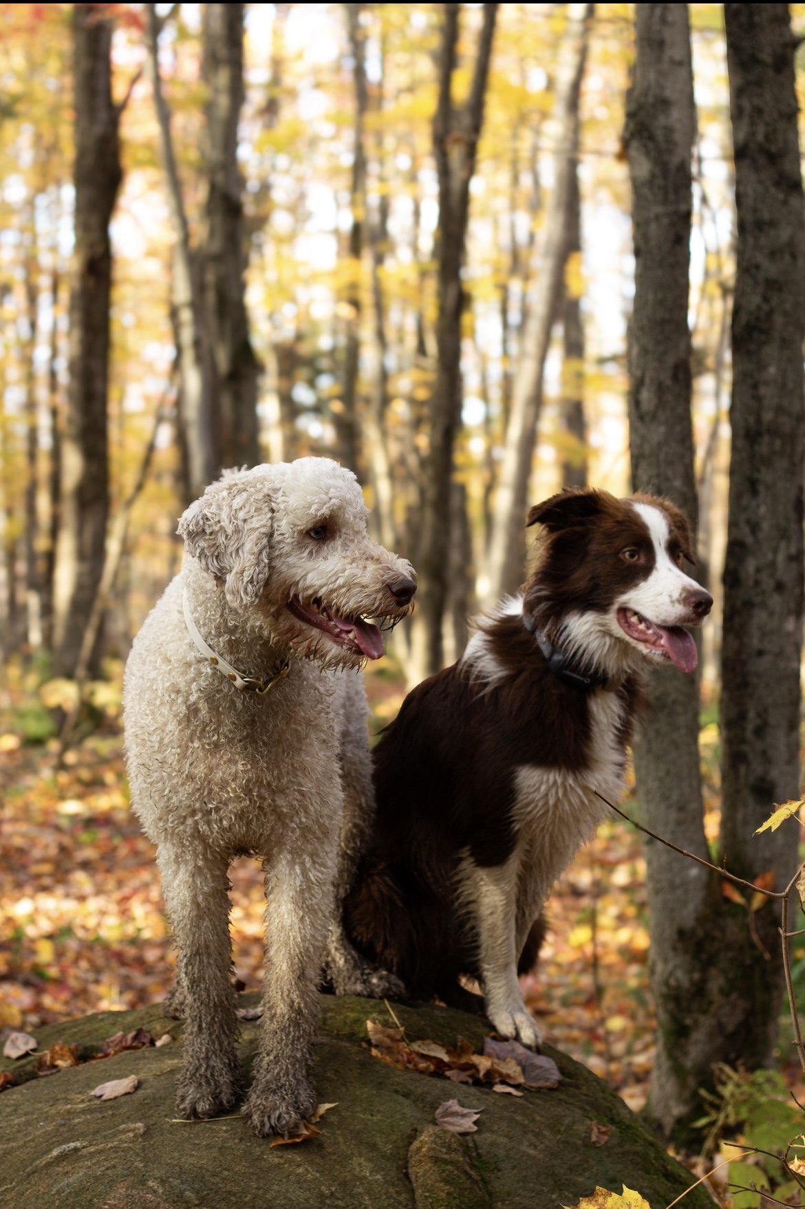 plein air canin_onvasepromenr_chien sans laisse (2).jpeg