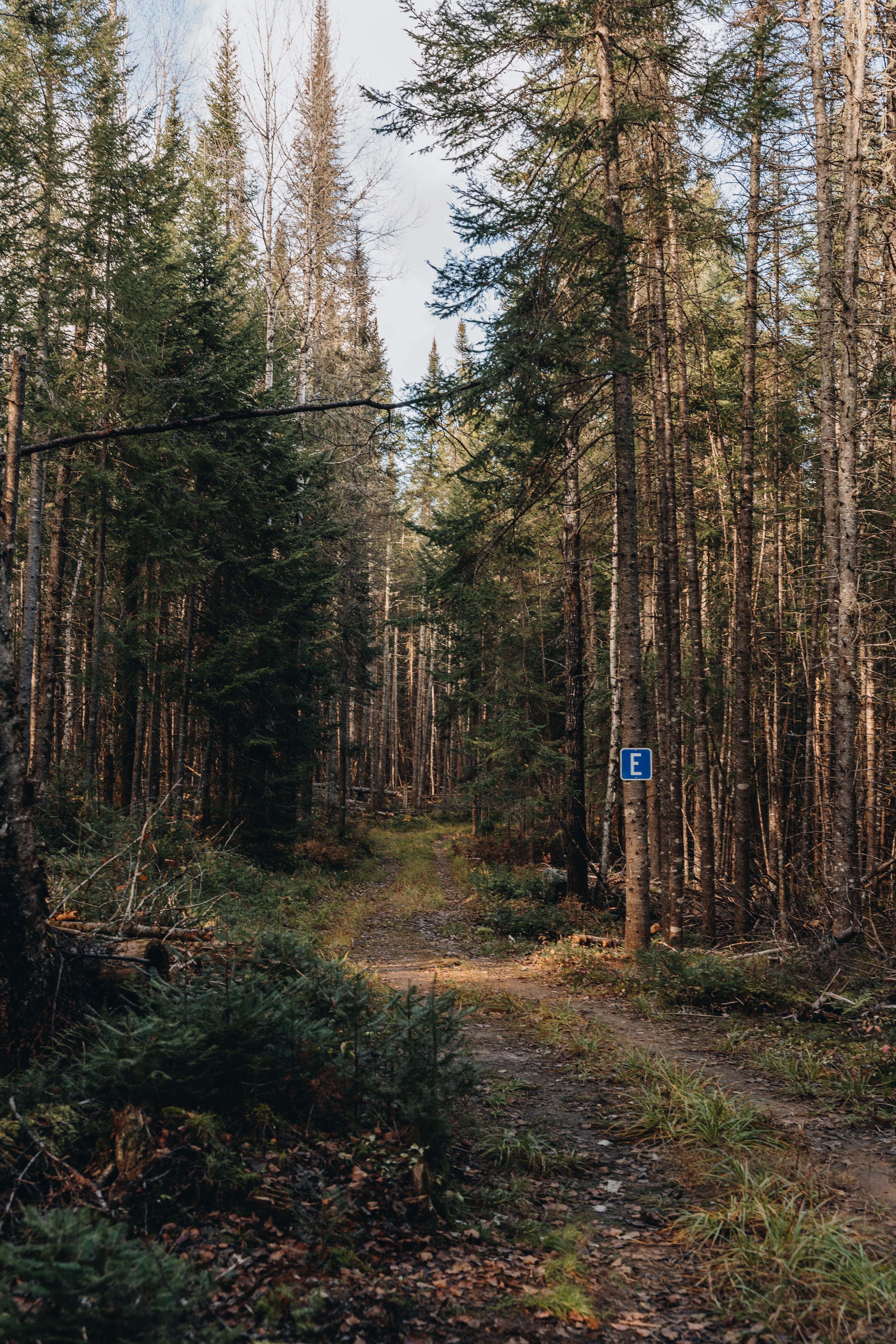 parc de la source onvasepromener sentier chien laurentides (27).jpg