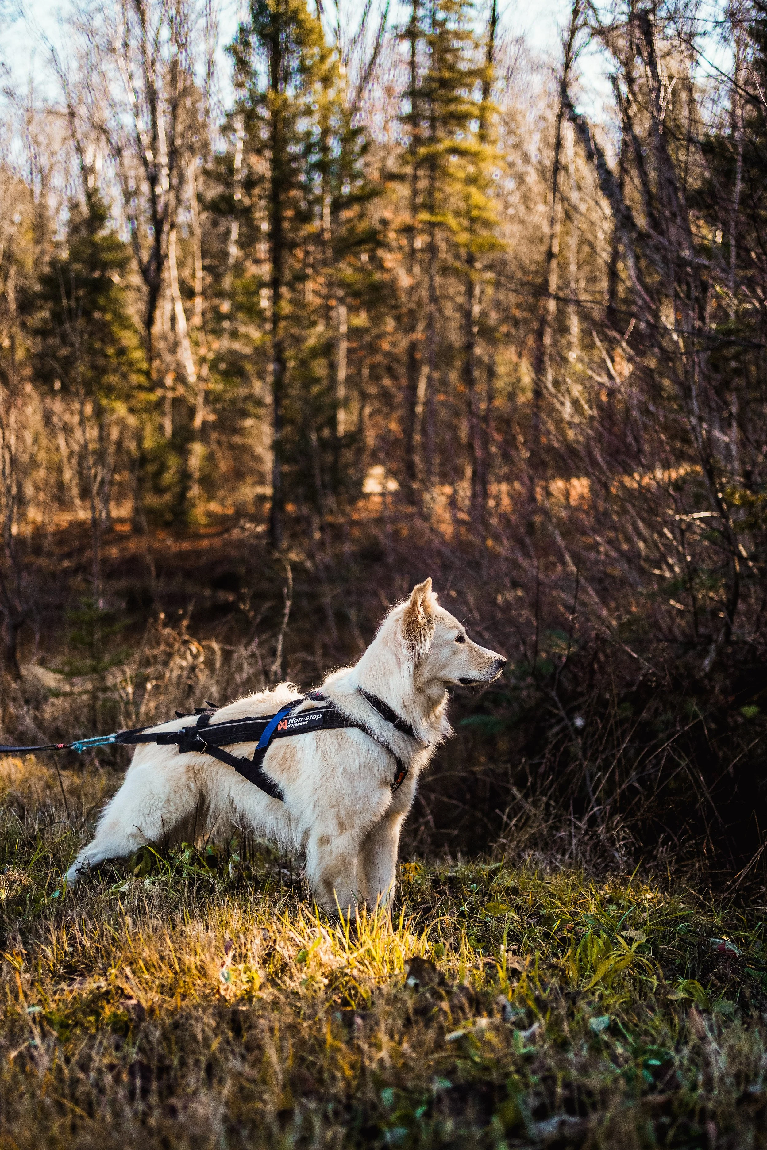 [Lanaudière,  Saint-Alphonse-Rodriguez] Aux 4 Sommets