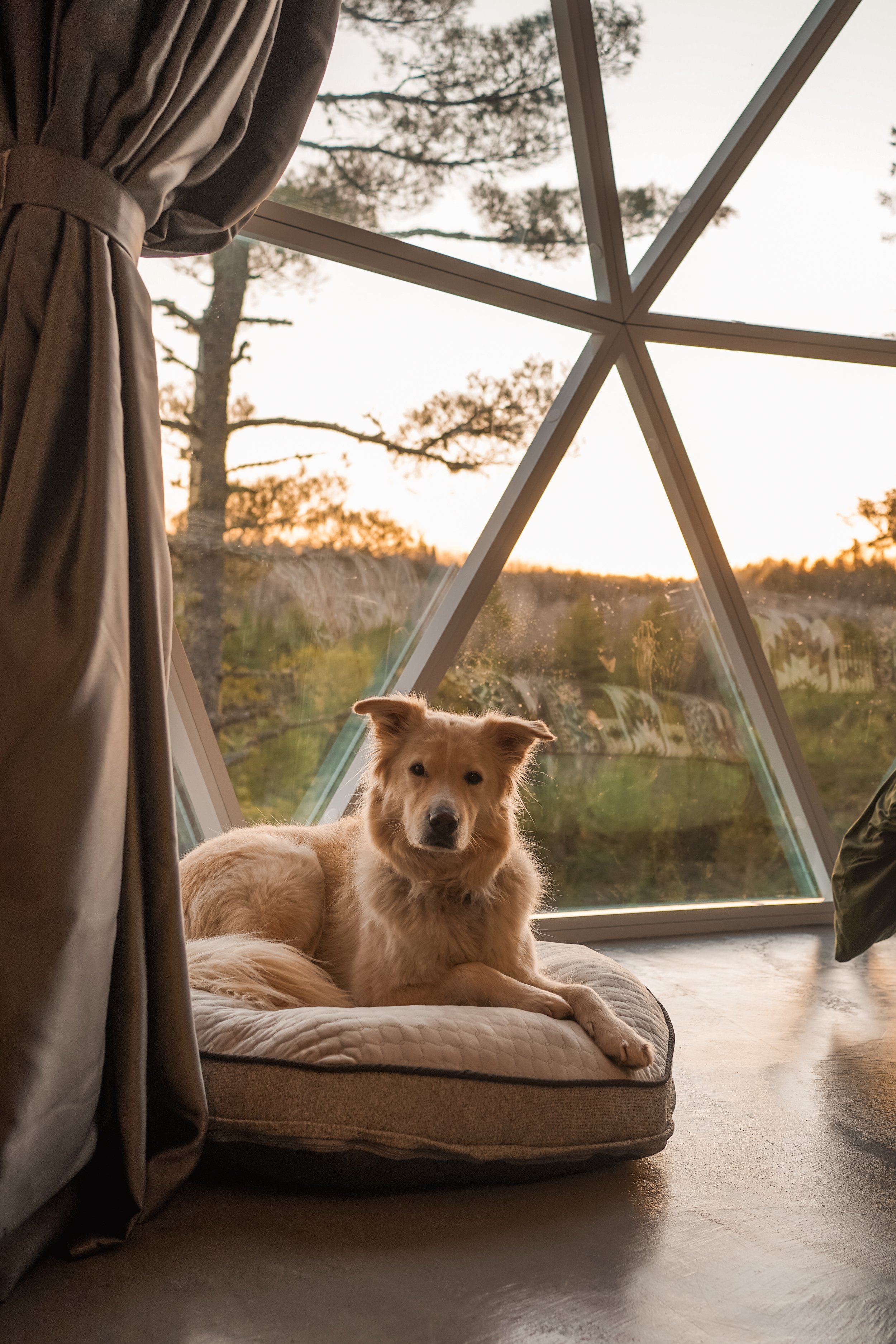 Domes-St-Come_chien_hébergement_lanaudière (102).jpeg