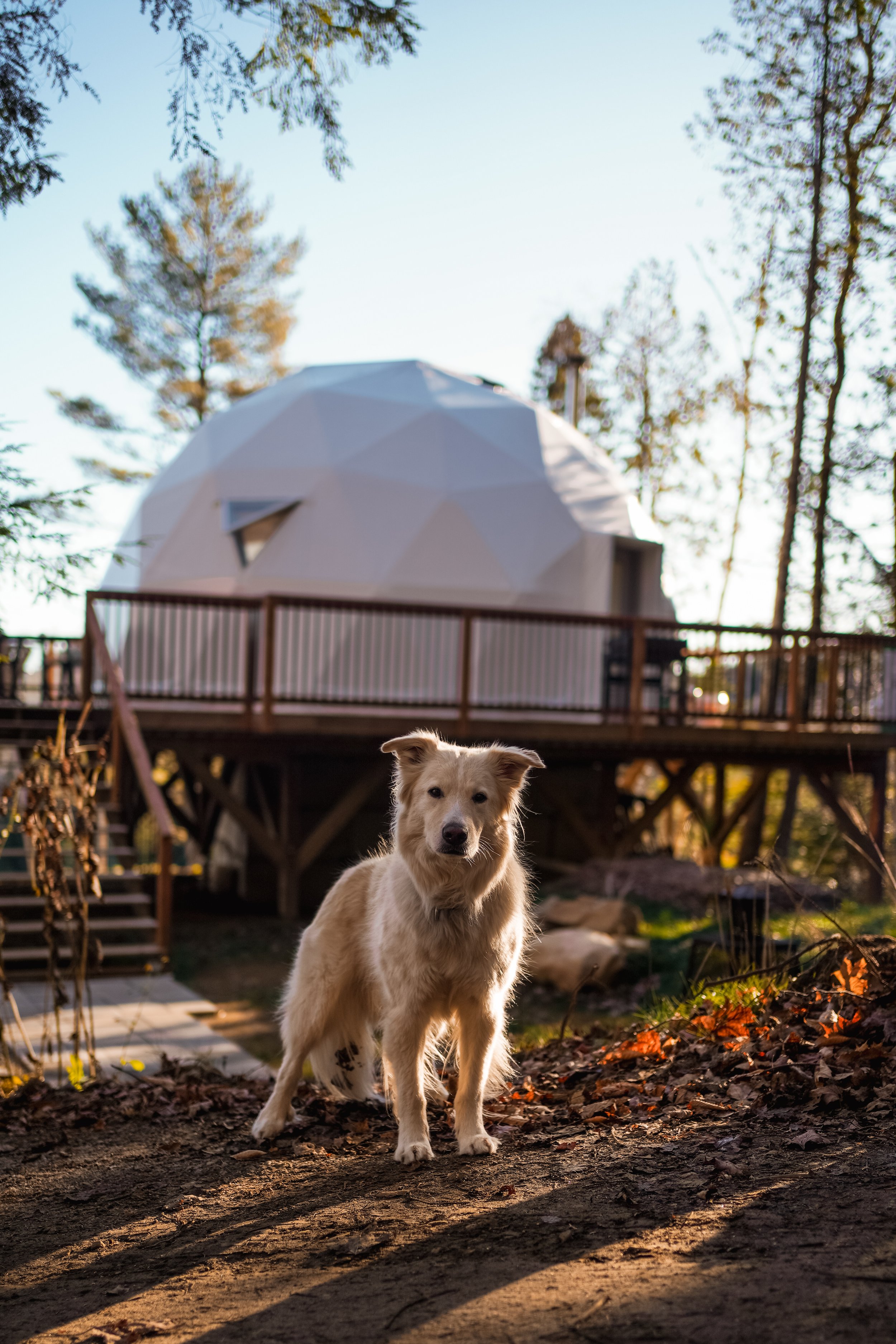 Domes-St-Come_chien_hébergement_lanaudière (111).jpeg