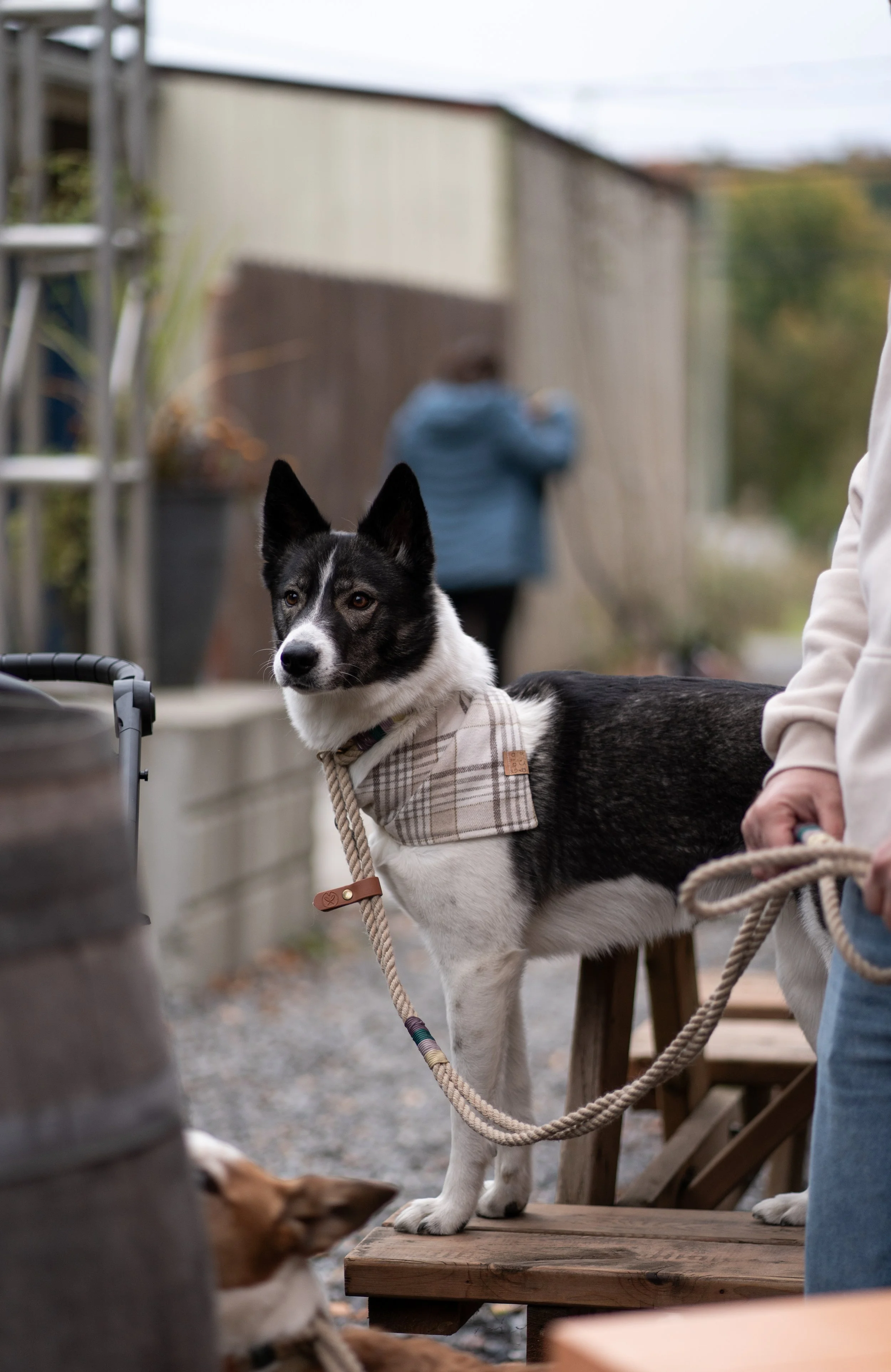 [Estrie, Waterloo] Robin bière naturelle