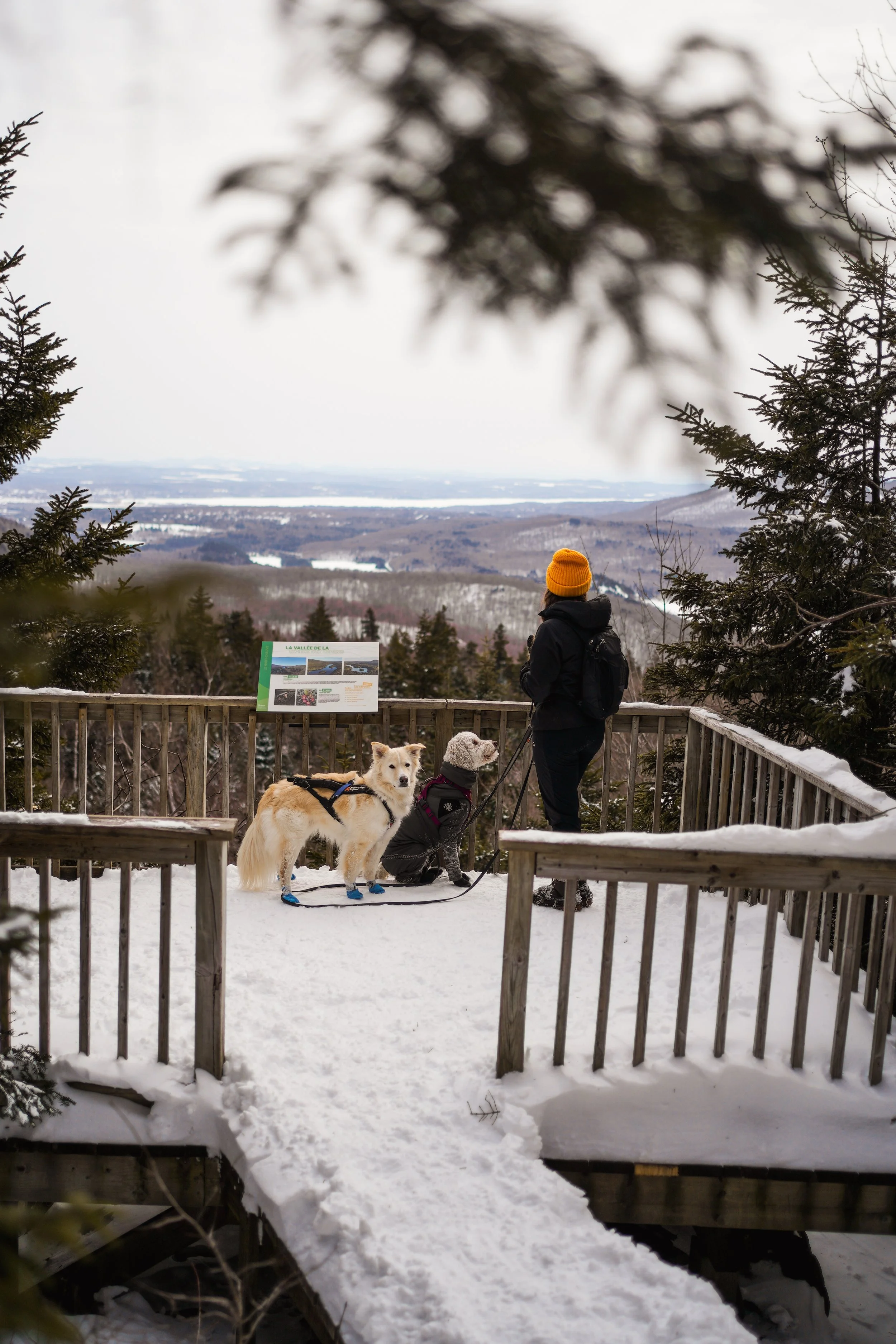 [Estrie, Orford] Mont Chauve