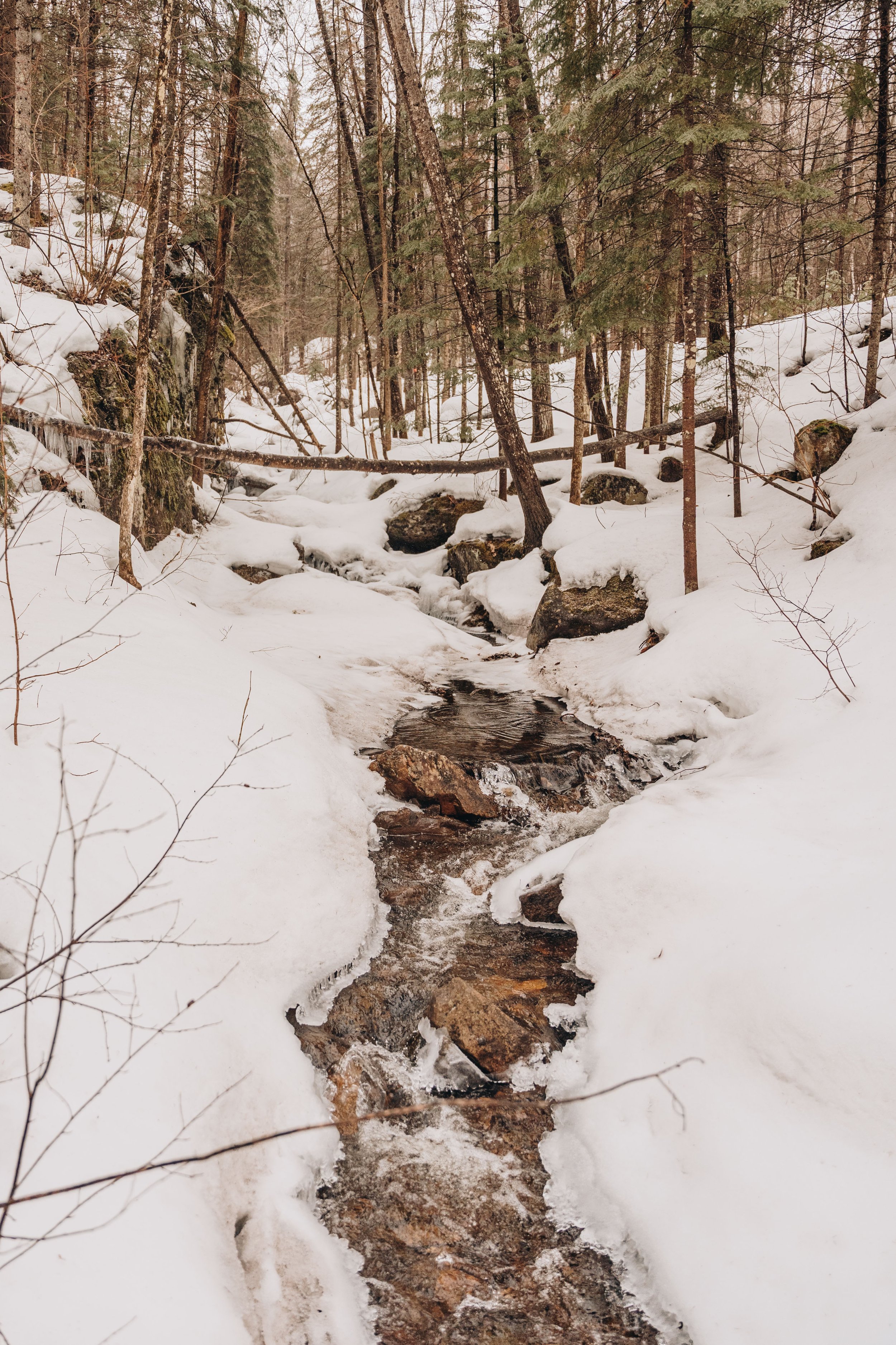 sentier matawinie_onvasepromener_chien_lanaudière (28).jpg
