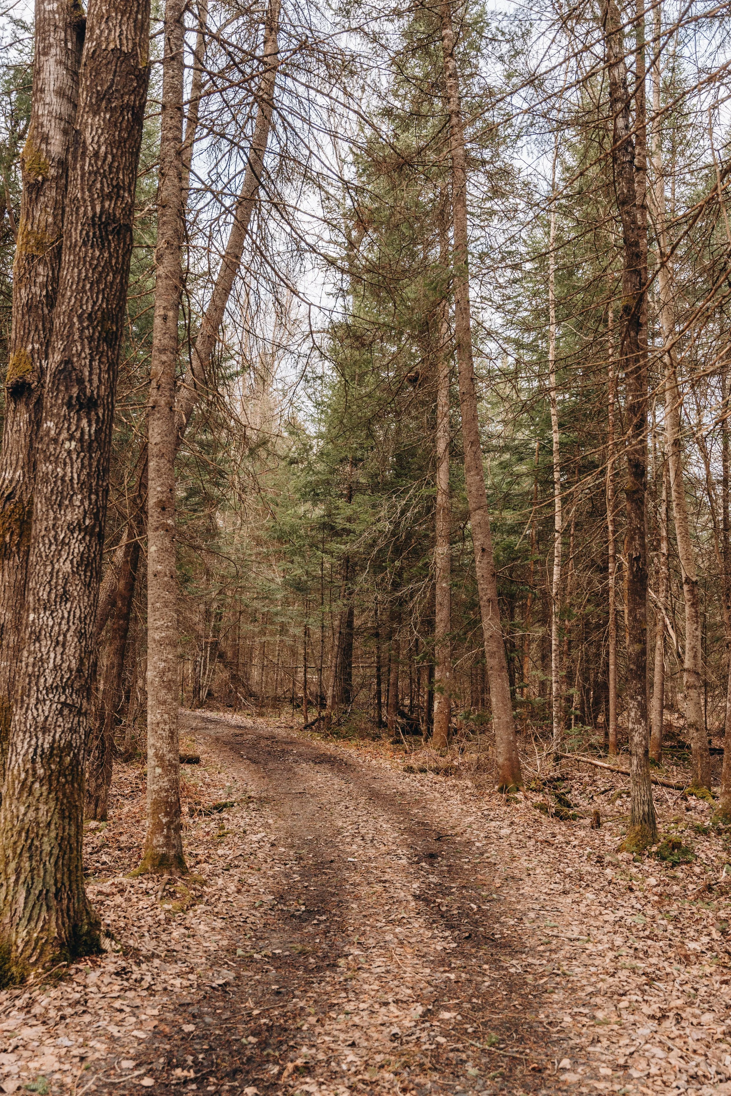 [Estrie, Stratford] Parc du Lac-Aylmer, Marais Maskinongé — On va se ...