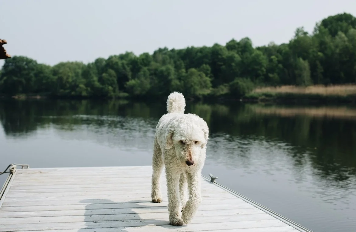 [Estrie, St-François-Xavier-de-Brompton] Camping Pura Vida Lodge &amp; Sup