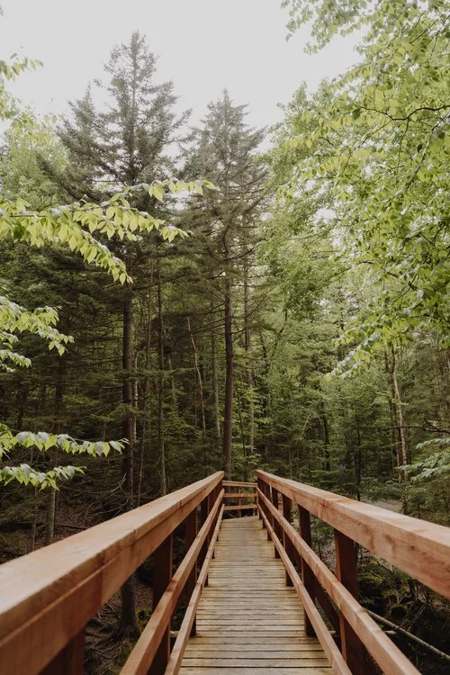 Parcours de la Vieille Forêt
