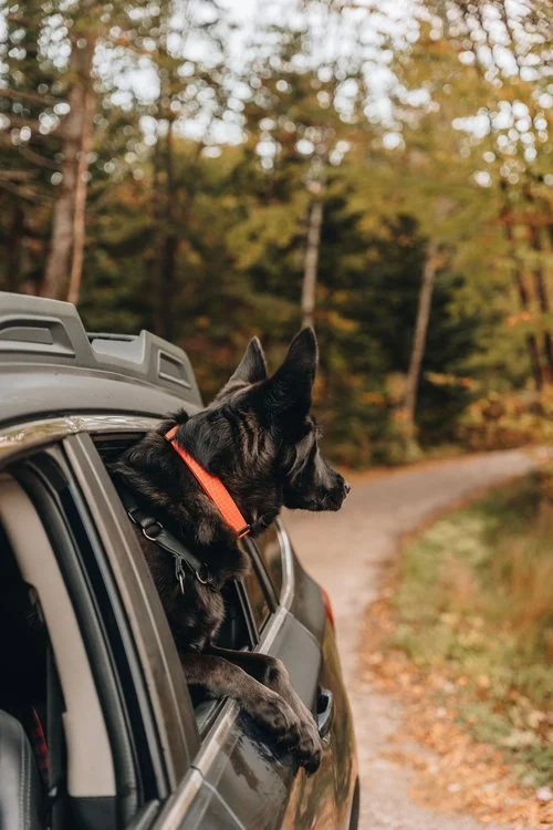 massif_du_sud_pod_chien_onvasepromener_hébergement+(56).jpg