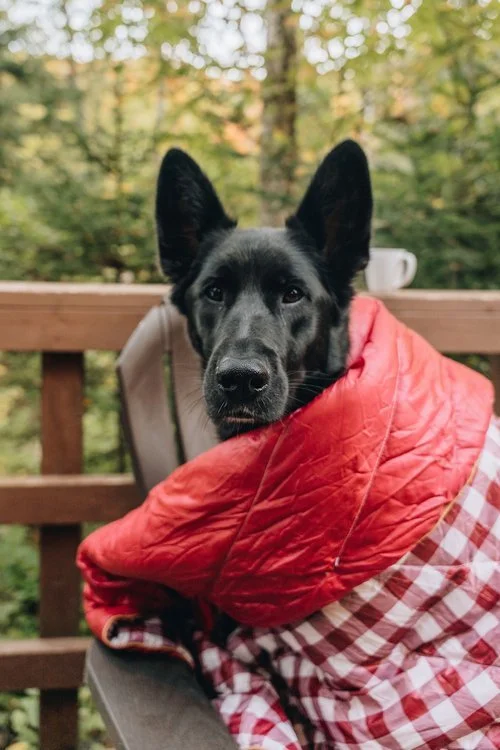 massif_du_sud_pod_chien_onvasepromener_hébergement+(74).jpg