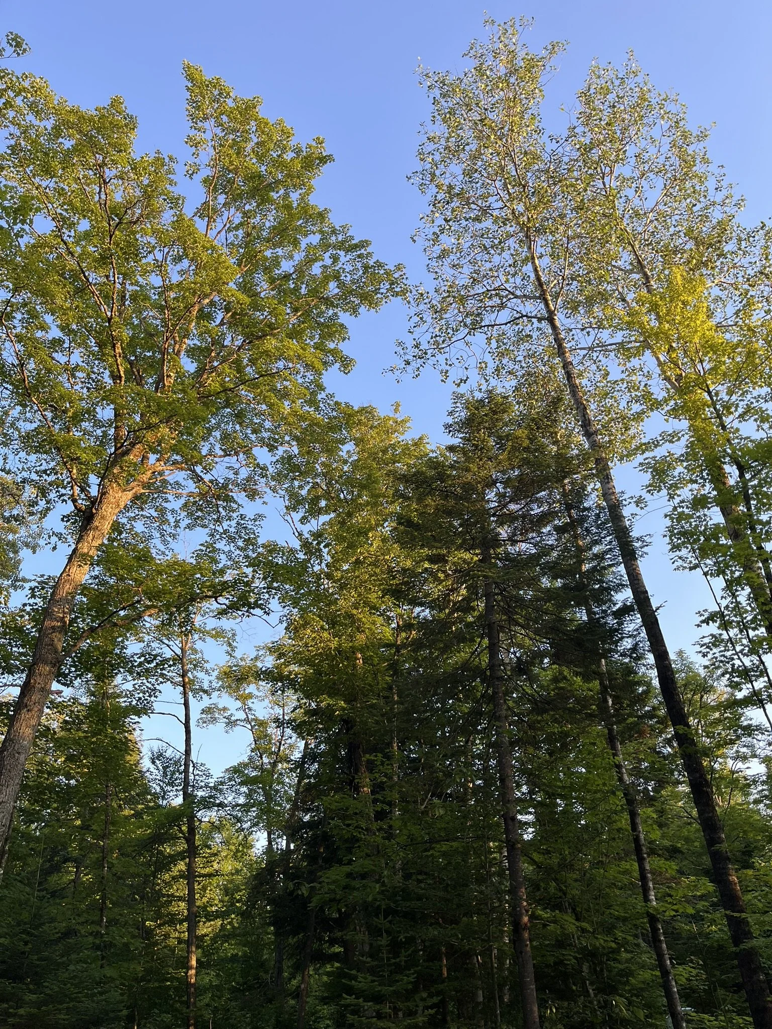 IMG_2970.JPEG