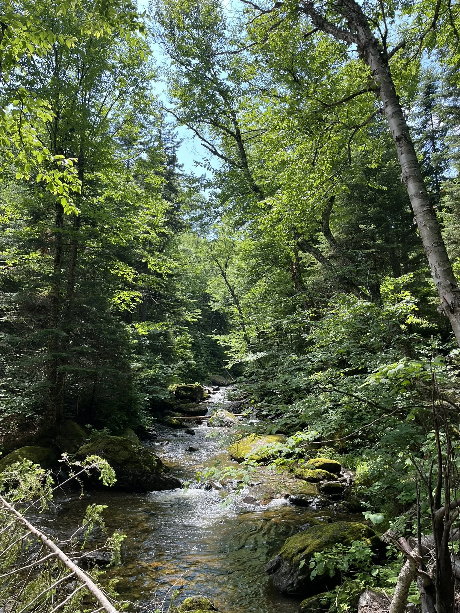 IMG_2868.JPEG