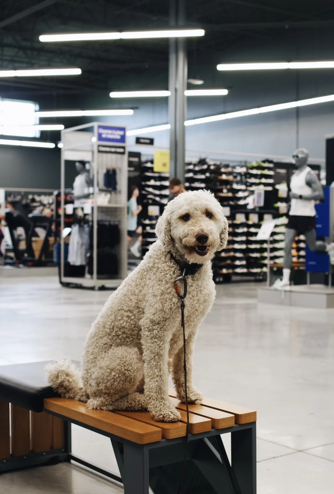 decathlon_trois-rivieres onvasepromener (9).jpeg