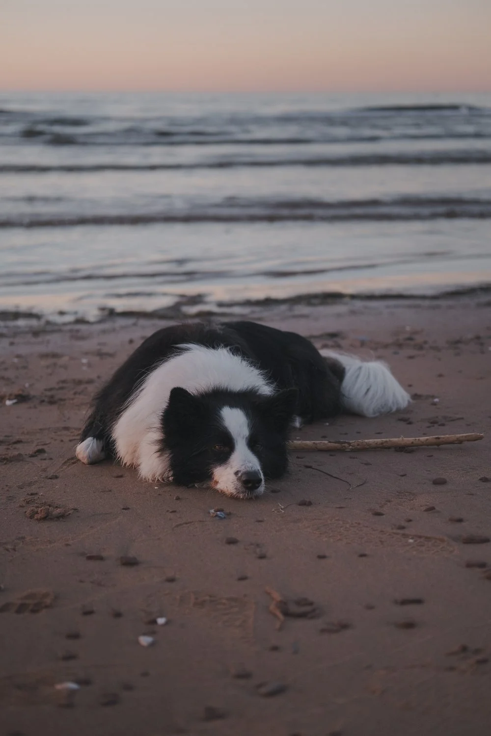 camping+chien+ile+du+prince+edouard+(3).jpg