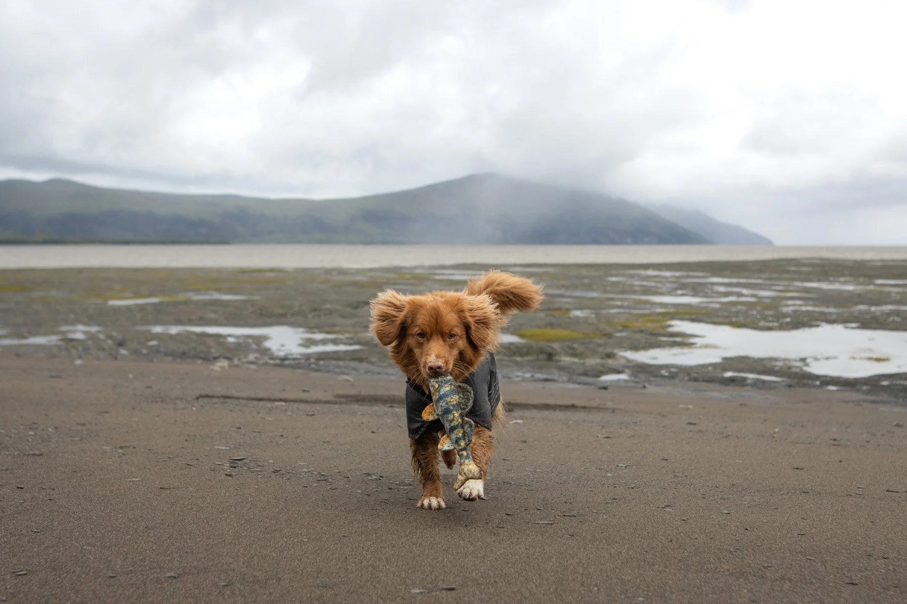 camping+pointe+de+l'ile+onvasepromener+chien+(26).jpg