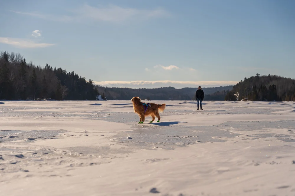 chien_hébergement_chaudière-appalaches_onvasepromener_chalet+(20).jpg