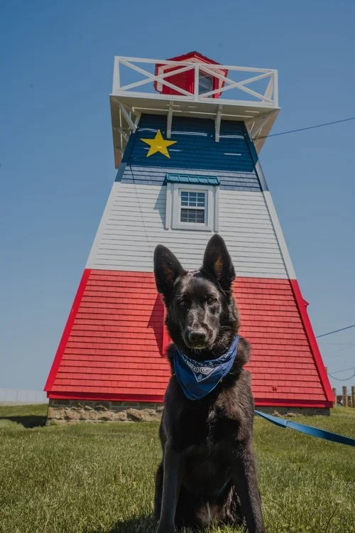 chien_nouveau_brunswick_roadtrip_phare_grande-anse+(3).jpg