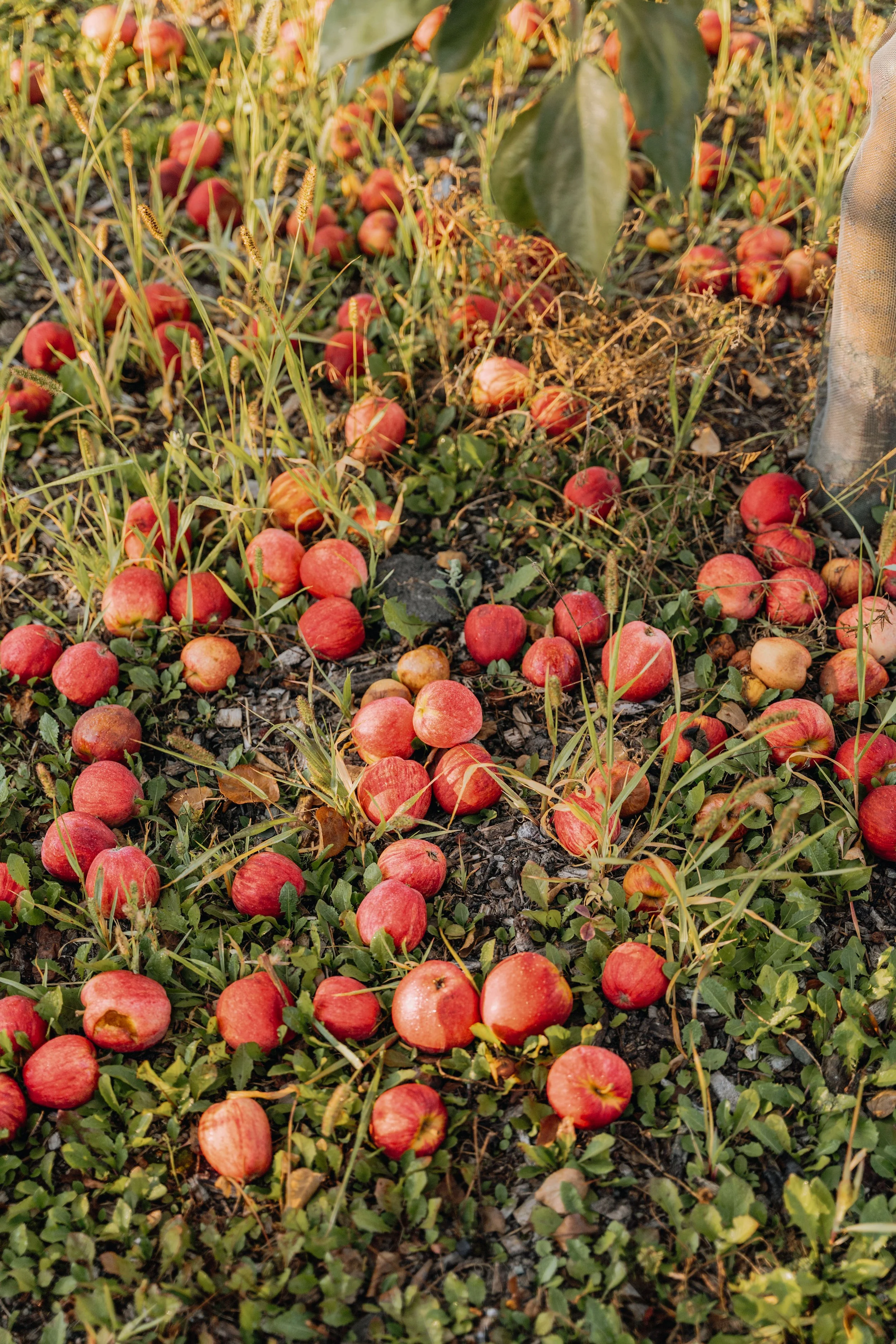 Verger Pednault 45.jpg