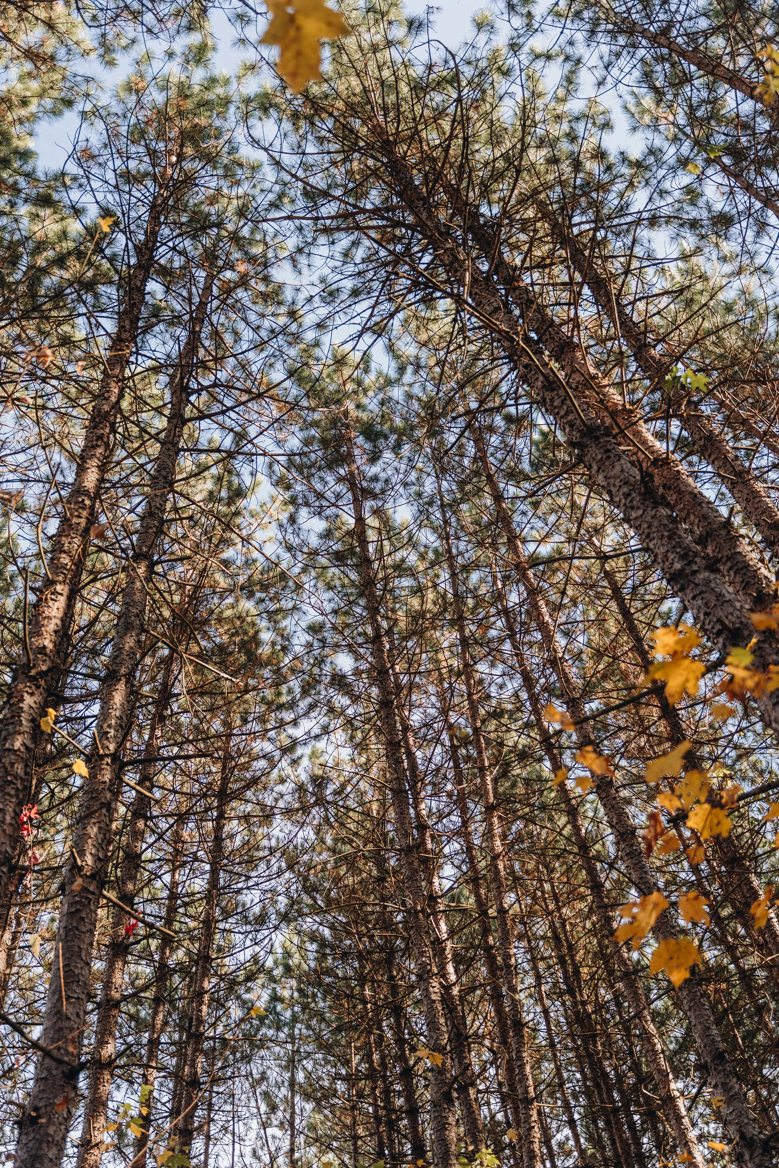 hereford_onvasepromener 138.jpg