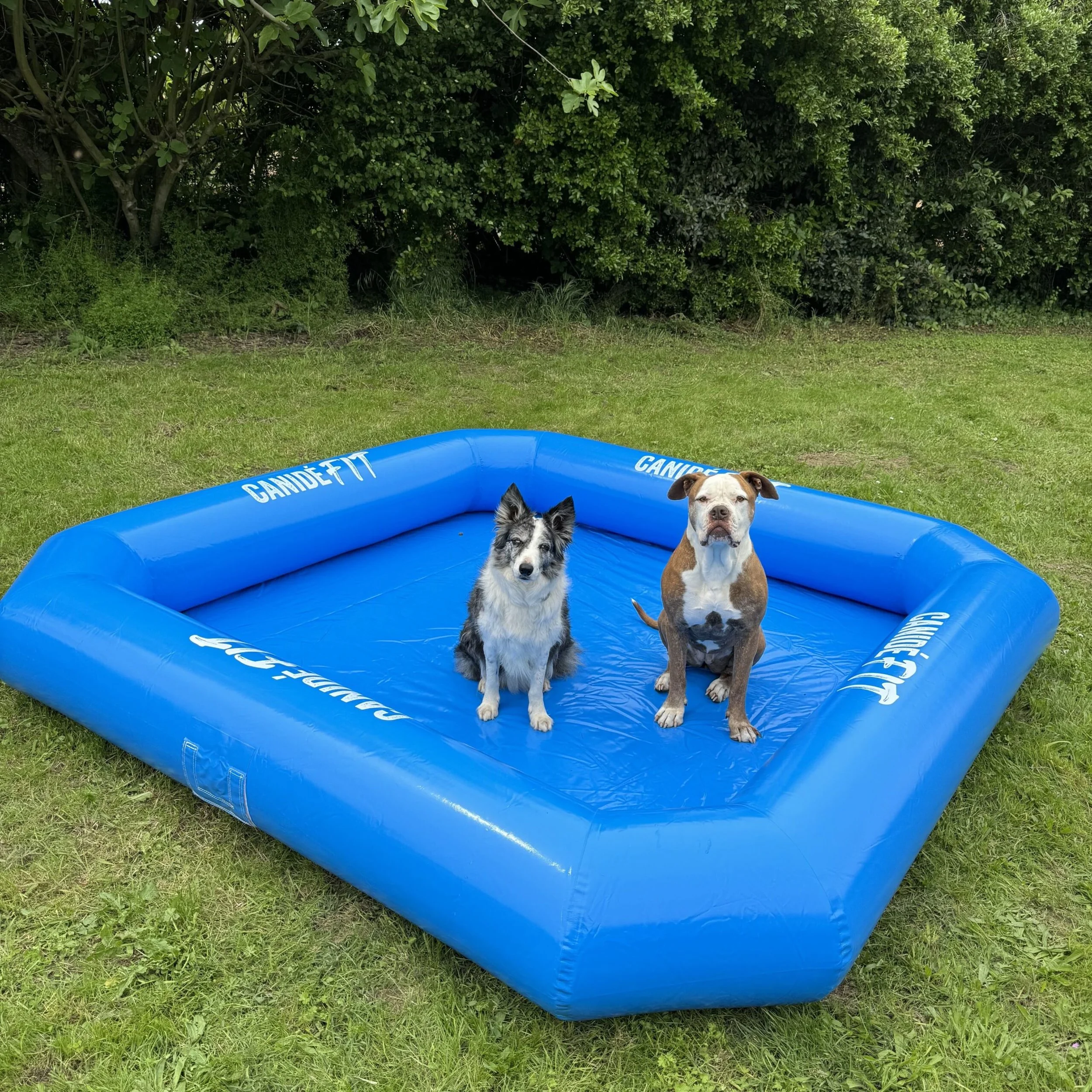 piscine-pour-chien-carree-2-scaled-1.jpeg