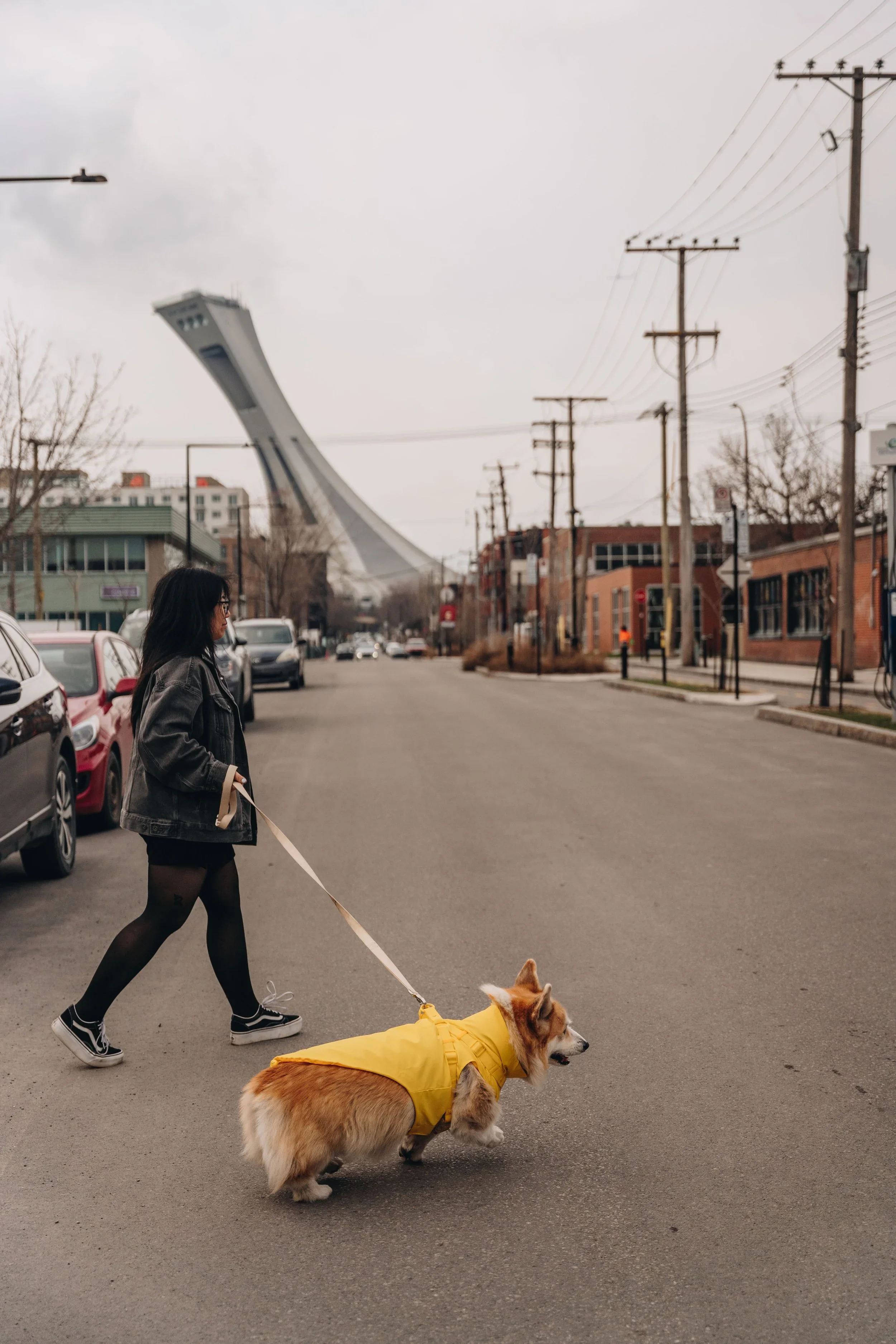 hoche+glacé_chien_montréal_onvasepromener+(7).webp