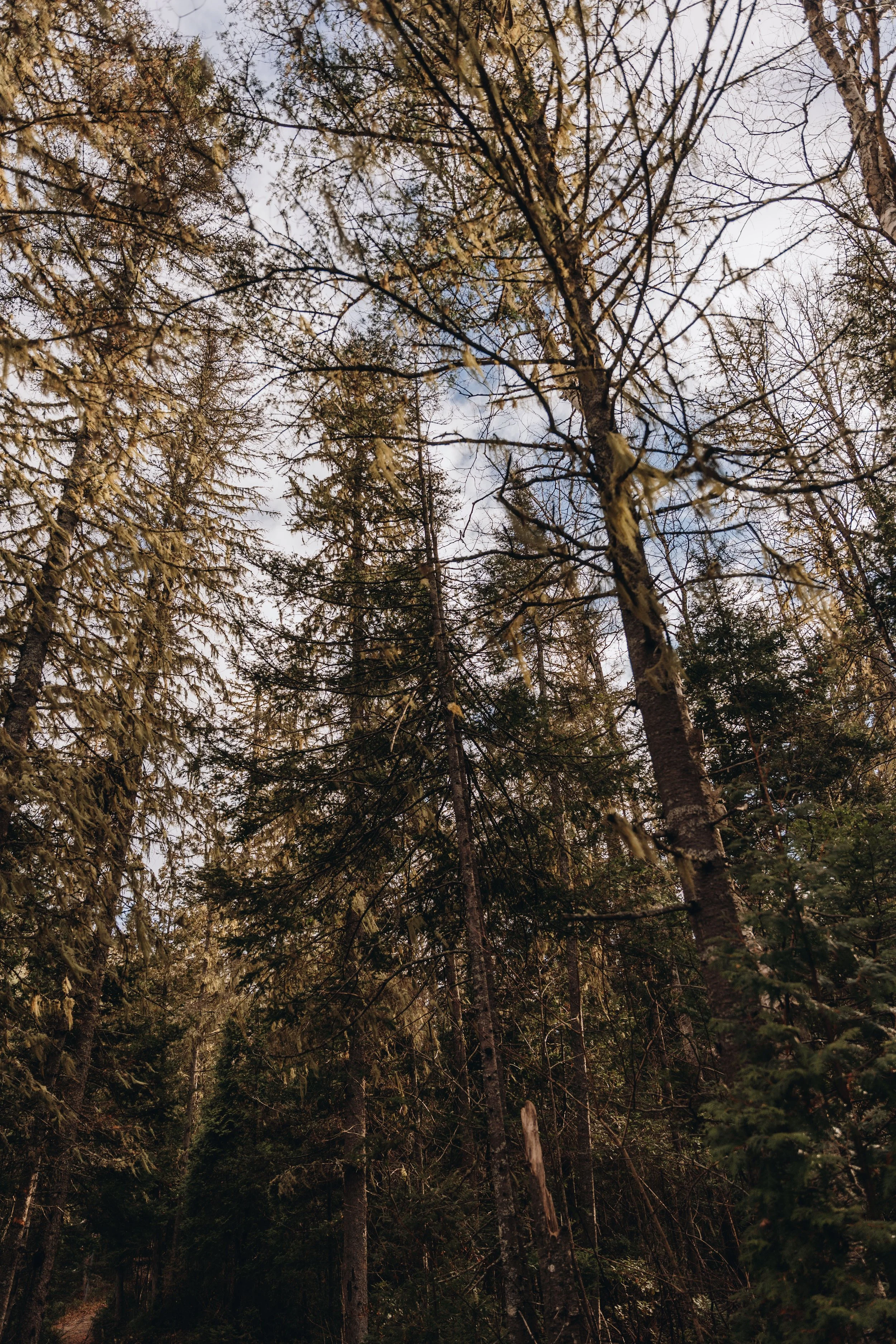 sentier petit saguenay 12.jpg